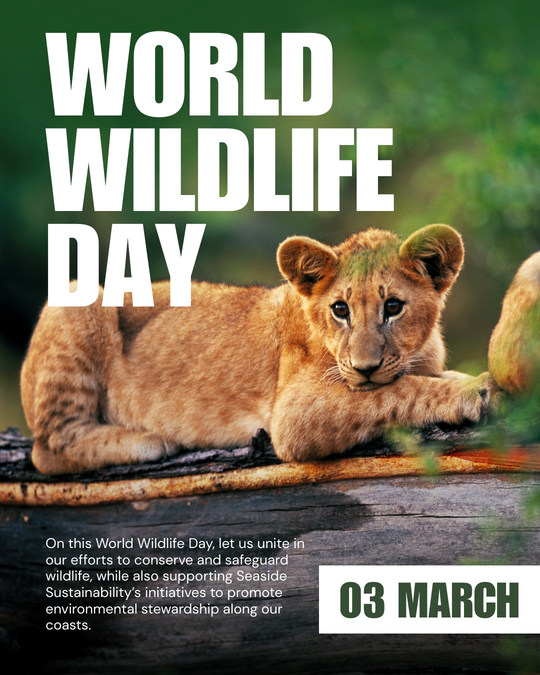 Today we celebrate World Wildlife Day! Wildlife isn’t just beautiful; it’s essential. From forests to oceans, every species plays a role in keeping our planet balanced and thriving.
Let’s protect the habitats that protect us. 🌿
Join us in supporting sustainable action along our coasts and beyond.
#WorldWildlifeDay #ProtectWildlife #BiodiversityMatters #Sustainability #ClimateAction #EnvironmentalStewardship #OceanConservation #ConservationMatters #SeasideSustainability #EcoLeaders