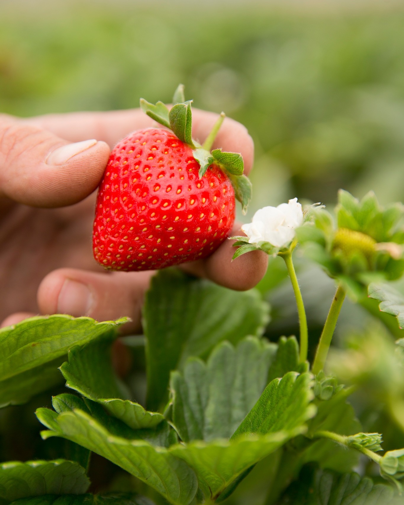 FUN FACT 🍓
Strawberries taste sweeter when nights are cooler and days are warm, that temperature swing helps them build more natural sugars as they ripen on the plant, rather than after picking.
Right now at @berrysweetstrawberryfarm Pemberton, tunnel grown strawberries are getting exactly that: protected warmth by day, temperature relief by night, the perfect recipe for flavour.
So the real secret to seriously sweet strawberries?
It’s not the redder colour, it’s the weather they grew in. 🍓
📸 @craigkinderfood
#GenuinelySouthernForests #LocalProduce #InSeason #SouthernForests #FlavourScience