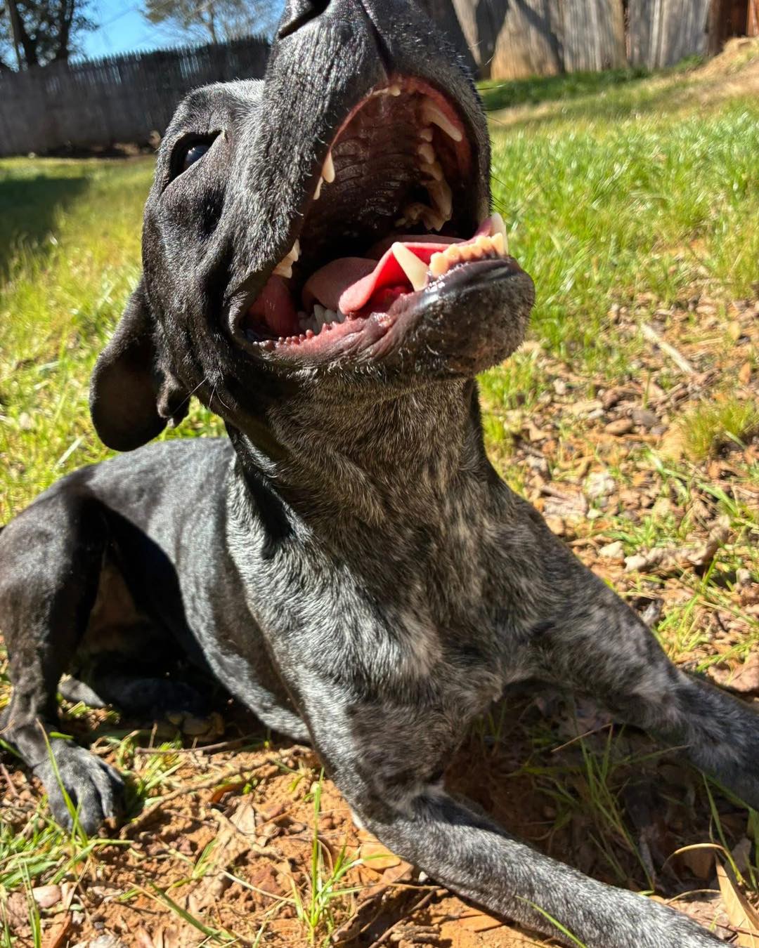 Meet Stitch! (A0060007809)
We posted this handsome boy right before the winter storm and thankfully he ended up in an amazing shelter foster home. Now he is looking for his forever family! Everyone is so confused how this perfect, adoptable one year old is still available!
🐾knows sit, lay down, off, no, place
🐾dog friendly, cat friendly, kid friendly
🐾40 lb male blue heeler + Boston terrier
🐾sooo sweet and snuggly
🐾walks well on a leash
Truly a perfect boy! Why hasn’t he had any interest? 😭
Stitch is currently in a foster home through Fort Worth Animal Care & Control! Please comment if you have any questions or you can email FWACCfoster@fortworthtexas.gov
Fort Worth, Texas