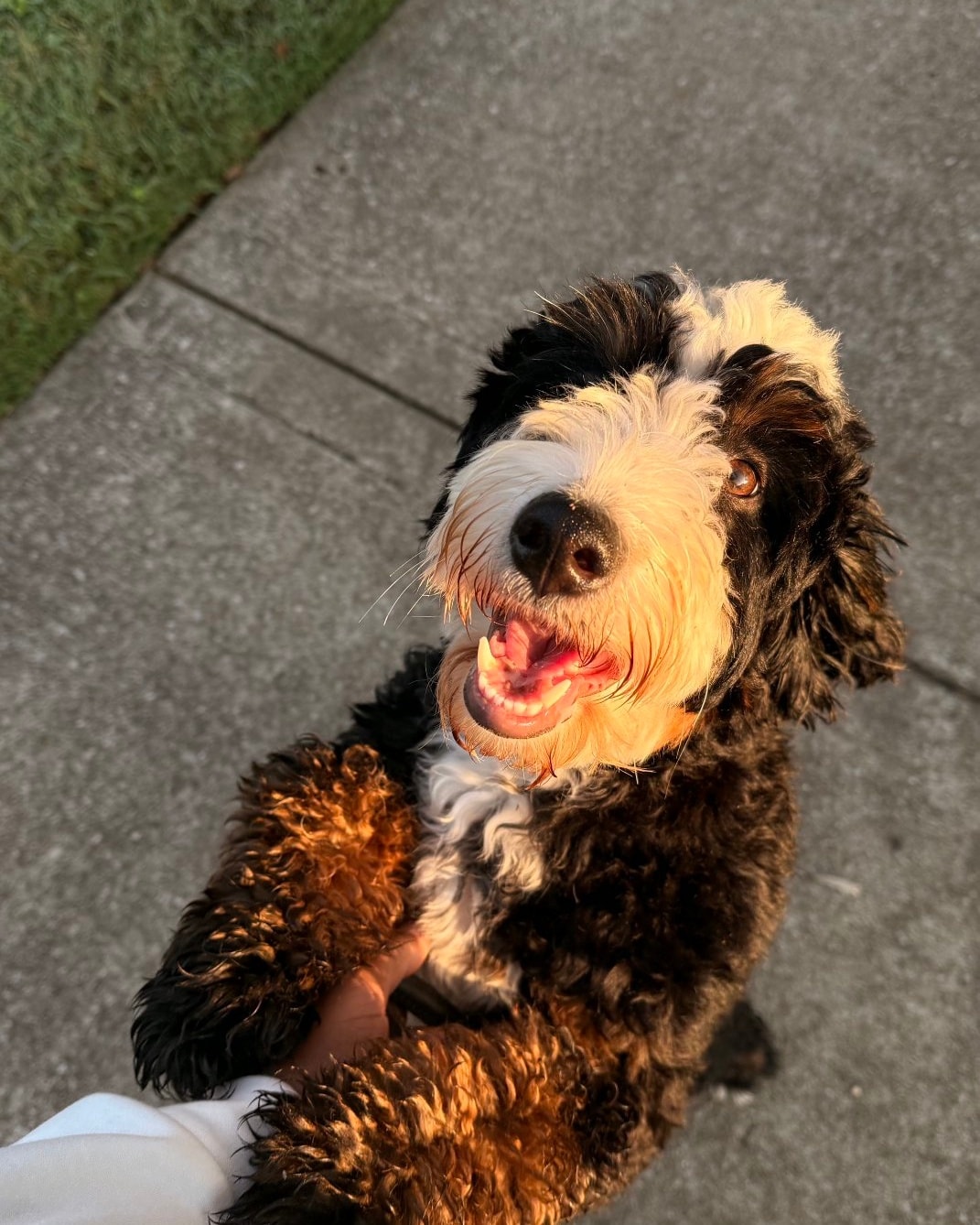 This sweet girl still needs a guardian family! She is the most affectionate and loving girl, she loves children and other dogs, just a bit shy with new people. She's house and crate trained. Fifteen months old, 35lbs.
Must live within 2hrs of Hampshire, TN
Must not own any other unfixed dogs.