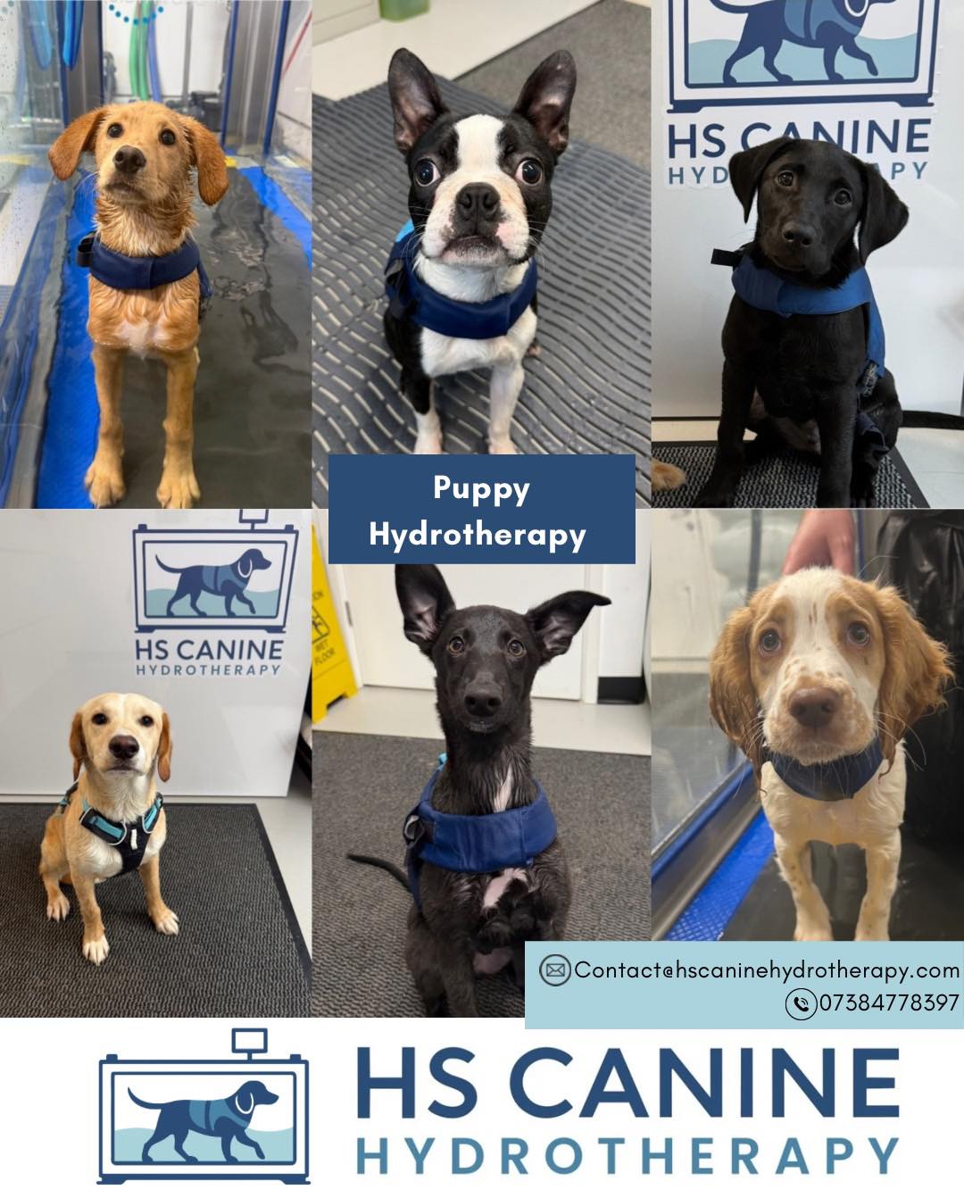 We LOVE it when puppies come through our doors at HS Canine Hydrotherapy 🐶💙🐾
The first year is such an important time for growth. Hydrotherapy helps puppies build muscle, improve coordination, support their joints and maintain a healthy weight while keeping exercise low impact.
We offer discounted puppy sessions during their first year as we are passionate about giving them the best start 💙
A typical puppy fitness session includes:
🐾 Calm introduction to the water
🐾 Short controlled underwater treadmill walking
🐾 Building confidence and correct movement
🐾 Gentle strength work
🐾 Lots of praise and cuddles
These sessions are gentle fun and focused on helping your puppy grow into a strong confident adult.
Message us to find out more about our puppy sessions 🐾