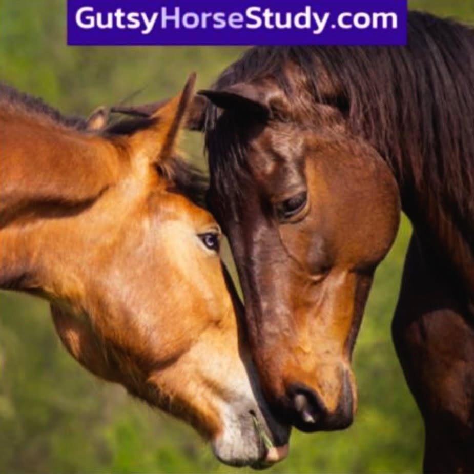 A SPECIAL WAY TO SHOW YOUR LOVE FOR YOUR HORSE—AND ALL HORSES
There’s nothing like the bond between you and your horse. That’s why ensuring your 4-legged friend is healthy is so important. A gastroscopy can determine whether your horse has ulcers, which is free if your horse qualifies for screening in the GUTSY study. If your horse qualifies for screening and enrollment, this is a no-cost, 1-month clinical study evaluating an investigational injectable treatment for equine gastric ulcers given once per week. The goal of the study is to achieve FDA approval, and if that happens, the new medication could help generations of horses in the future.
To learn more, and begin prescreening, visit the GutsyHorseStudy.com!
#tacomaequinehospital #tacomaequine #horses #gutsy #doitforscience #ulcerssuck #veterinarymedicine