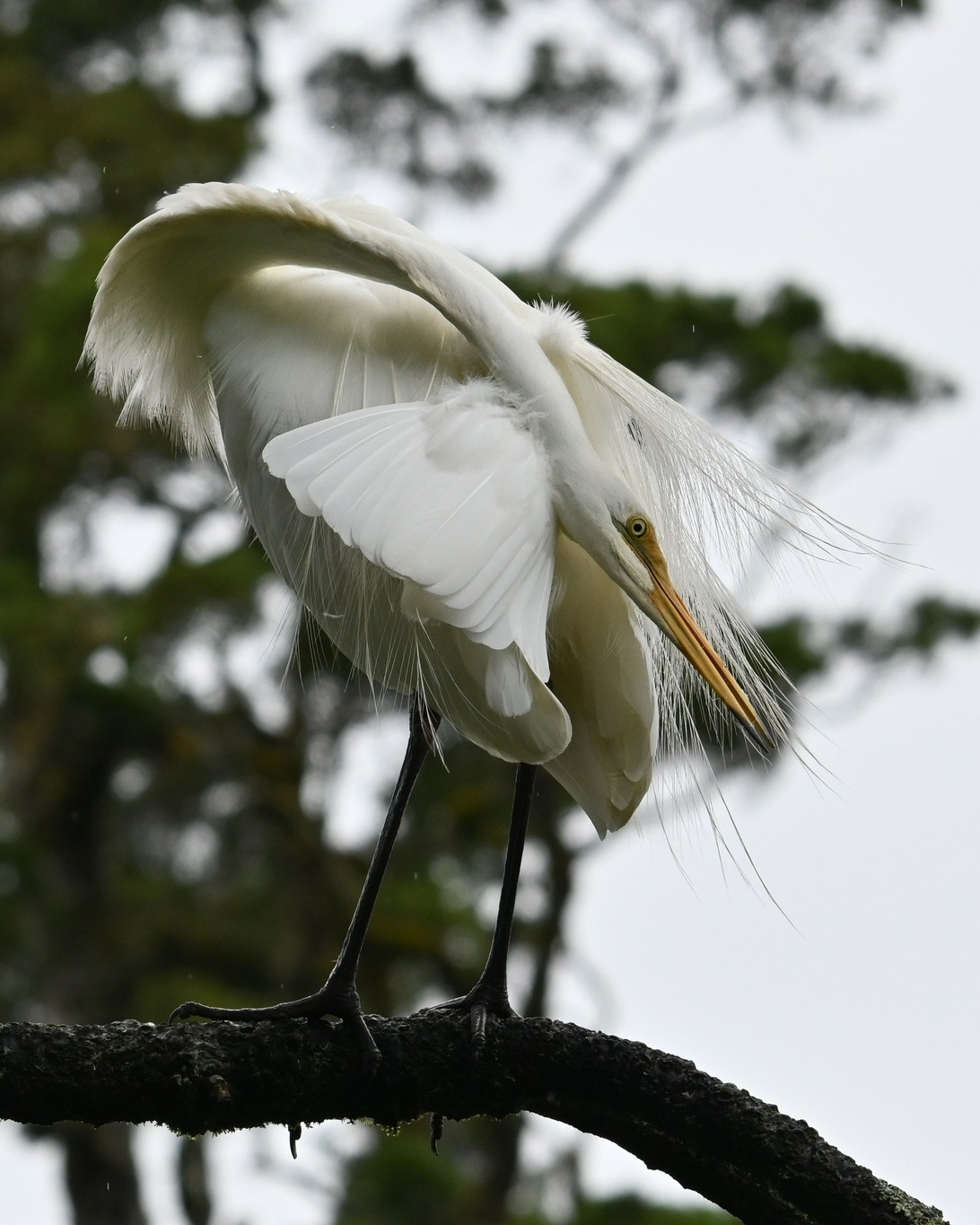 The nesting season is a demanding and lengthy period for the adult White Herons, with one month of egg incubation followed by three months of tirelessly feeding and raising their young.
With nesting now behind them, they look quite different from the resplendent birds of early spring.
Their delicate breeding plumes are being shed and preened away, and their beaks are transitioning back to yellow - this is the White Herons’ familiar non-breeding appearance seen nationwide beyond their time at the colony 🥰
#whiteherons #kotuku #nzbirds #birdsnz #birdsandnaturetoursnz #whiteheronsanctuary #waitangirotonaturereserve #whataroa #westcoastsouthisland #conservationnz #predatorfreenz