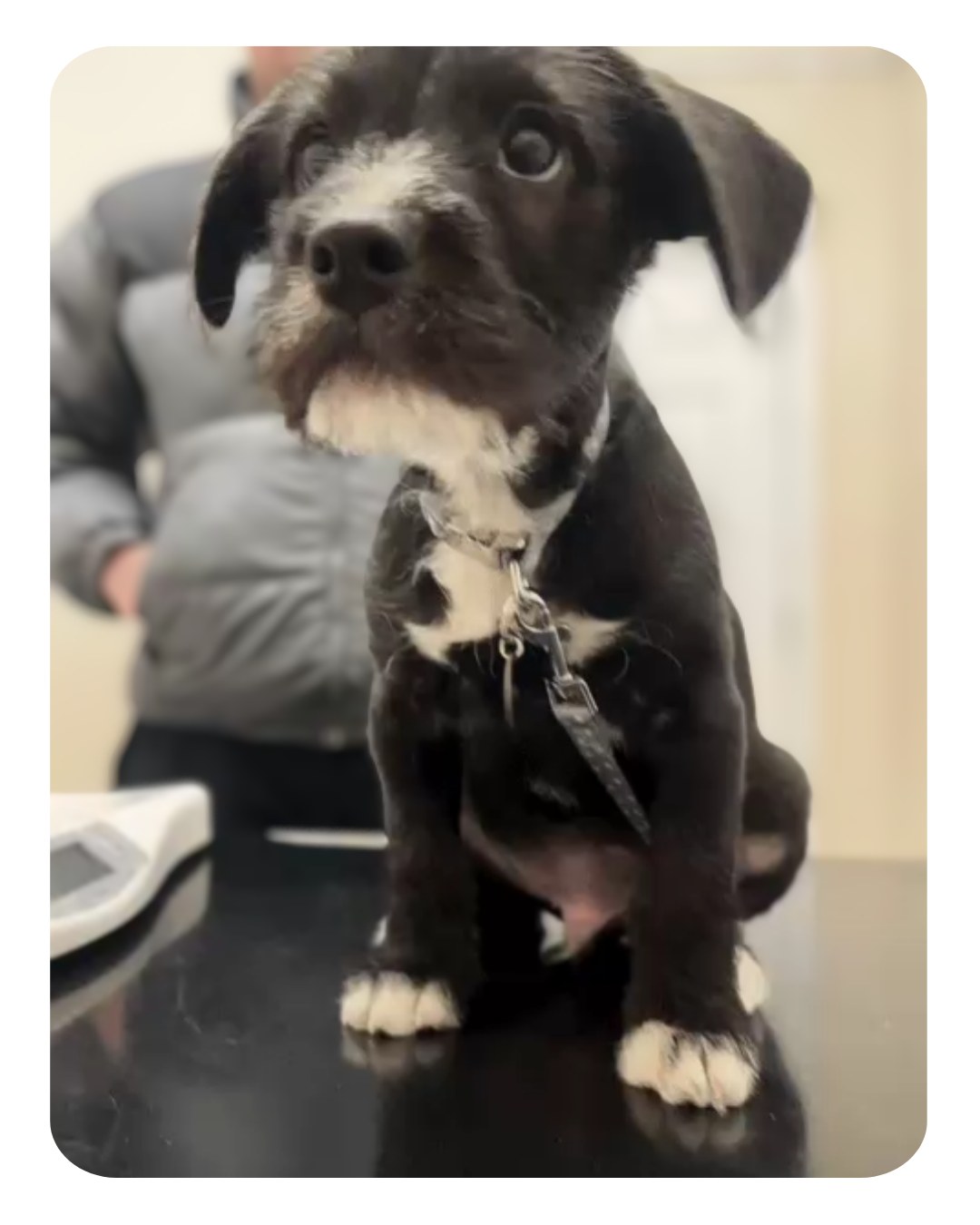 This is the ridiculously cute Murphy who came in to see us for his first vaccinations recently. As you can see he was the perfect patient and we’re looking forward to watching him grow.
Welcome to Ryder-Davies & Partners Murphy🐾