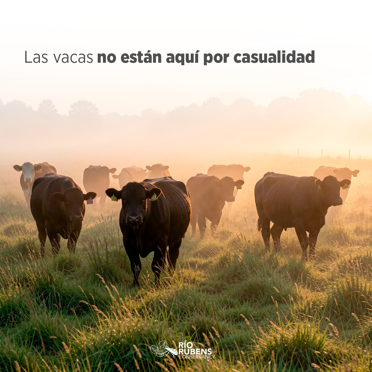 El manejo holístico es una herramienta de planificación que integra suelo, agua,
biodiversidad y rentabilidad en un mismo sistema de decisiones. No se trata solo de mover animales, sino de gestionar tiempos, cargas y descansos para estimular procesos naturales que fortalecen el ecosistema productivo. Un campo funcional protege la cuenca, mejora la eficiencia y construye sustentabilidad a largo plazo.
#ManejoHolistico #GanaderiaRegenerativa #PastoreoRacional #SueloSano
#SaludDelSuelo #Biodiversidad #Angus #Hereford
--------------------------------------------------------------------
Holistic management is a planning framework that integrates soil health, water
cycles, biodiversity, and economic viability into one decision-making system. It is not simply about moving cattle. It is about managing timing, stock density, and recovery periods to stimulate natural processes that strengthen the productive ecosystem. A functional landscape protects the watershed, improves efficiency, and builds long-term sustainability.
#HolisticManagement #RegenerativeLivestock #RationalGrazing #HealthySoil
#SoilHealth #Biodiversity #Angus #Hereford