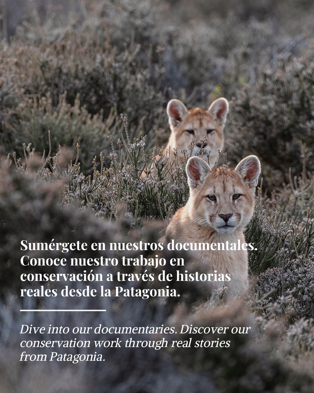 En Fundación Cerro Guido Conservación creemos en compartir el conocimiento que generamos en terreno 🌿
Por eso, hemos desarrollado una serie de documentales propios donde mostramos el trabajo de investigación, monitoreo y conservación que realizamos en la Patagonia 🎬
Son historias que revelan la biodiversidad del territorio, los desafíos de la coexistencia y la importancia de proteger este patrimonio natural.
Te invitamos a verlos en nuestra página web.
🔗 Encuentra el enlace en nuestras historias
-
At Fundación Cerro Guido Conservación, we believe in sharing the knowledge we generate in the field 🌿
That’s why we have produced our own documentary series, showcasing our research, monitoring, and conservation work in Patagonia 🎬
These films reveal the biodiversity of the territory, the challenges of coexistence, and the importance of protecting this natural heritage.
We invite you to watch them on our website.
🔗 Find the link in our stories
#CerroGuido #Documentales #Pumas #Patagonia #PatrimonioNatural