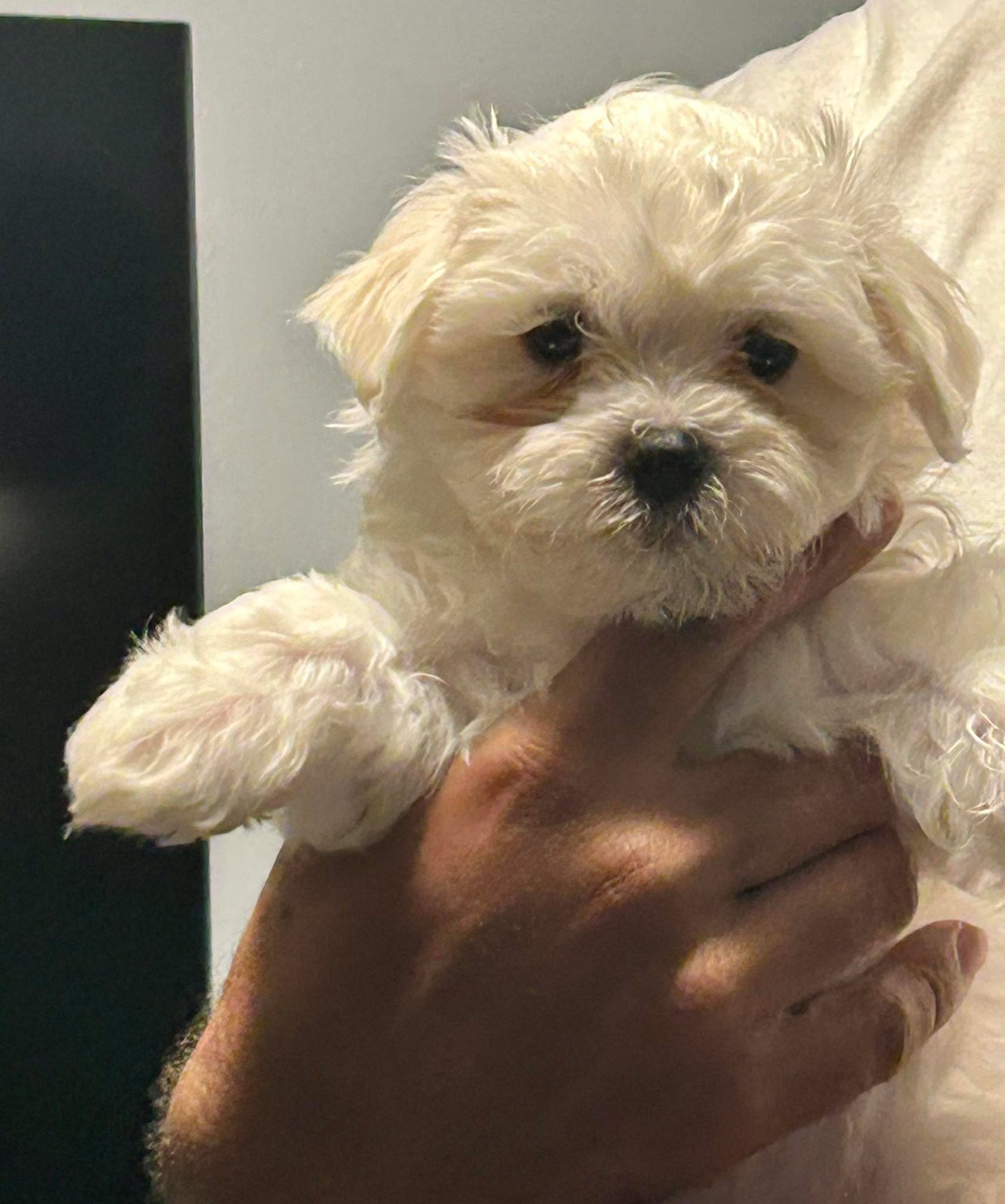 Ya solo quedan dos varones. Disponibles al momento. Primeras vacunas, desparasitados y tienen sus papeles. 🤗interesados me llaman o me escriben al Messenger.