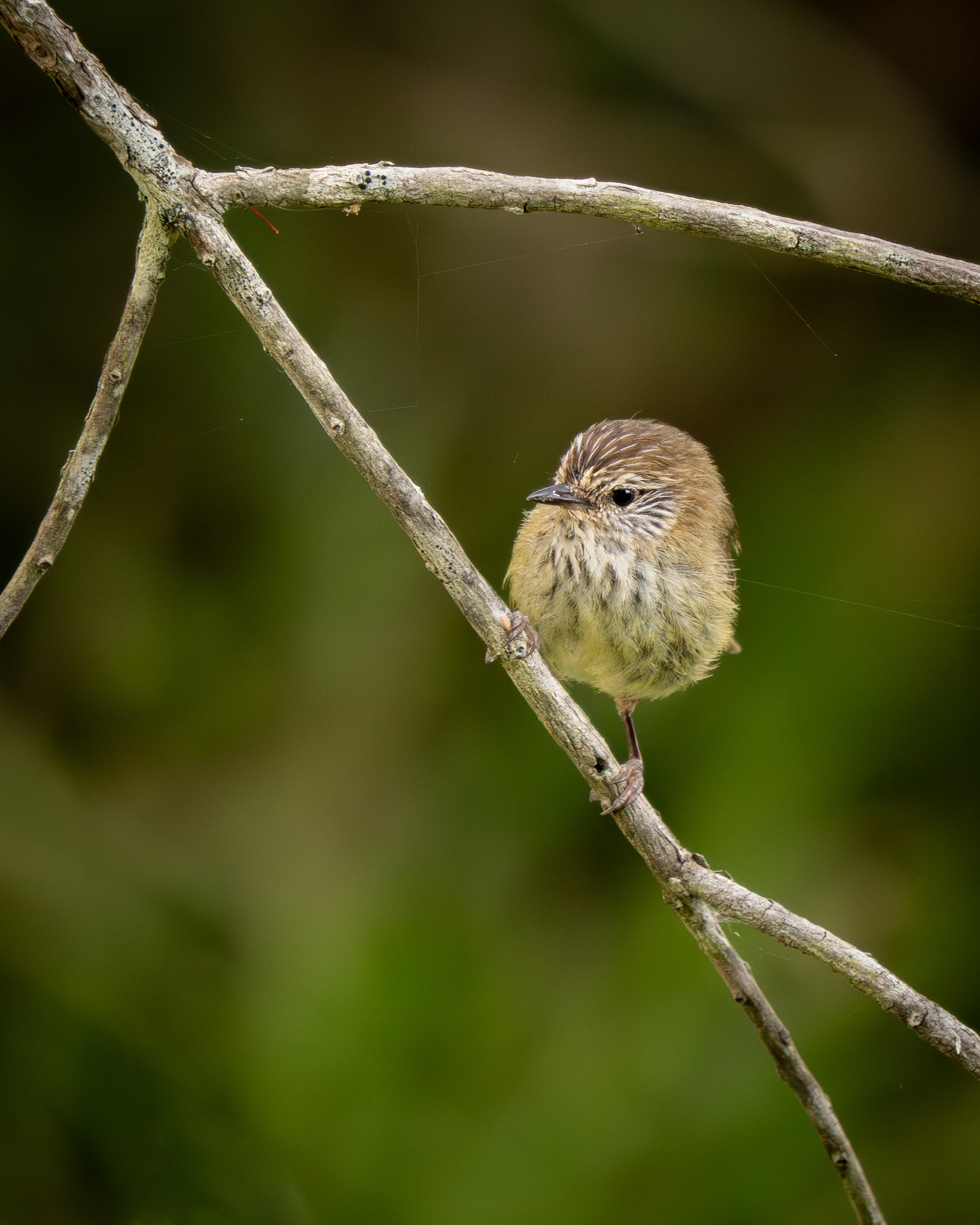 Another tiny fluff ball - Brown Thornbill taking a pause. Small birds are challenging to photograph, patience, patience, patience and more patience ๐
#nuts_about_birds #birdsofaustralia #omsystem