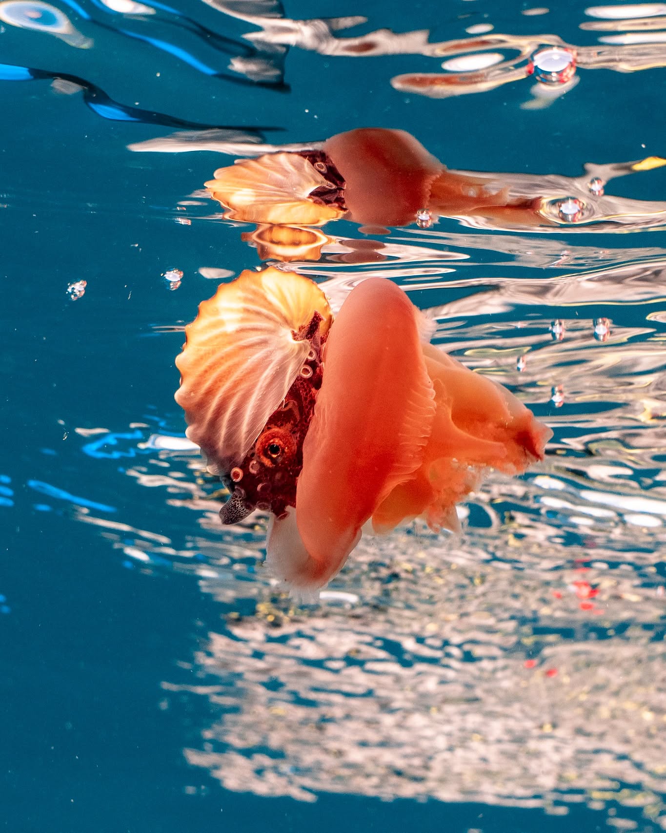 Spotted on one of our Whale Shark tours last July — a beautiful paper nautilus drifting at the surface. 🌊
Despite the name, paper nautiluses aren’t true nautiluses at all. They’re a type of pelagic octopus, and the delicate shell is created by the female to protect her eggs.
Rarely seen and incredibly unique, encounters like this are a reminder that every day on the reef holds something unexpected.
It’s never just about the Whale Sharks — the magic is in everything else we discover along the way.
📸 credit @ollieclarkephoto
#oceanecoadventures #visitningaloo #fish #ocean #eco #whaleshark #snorkeling🐠 #whalesharkseason #whalesharkswim #ningaloomarinepark #naturelovers #snorkel #reef #ecotourismaustralia #nautilus #MarineWildlife #lovetheocean #exmouthwa
