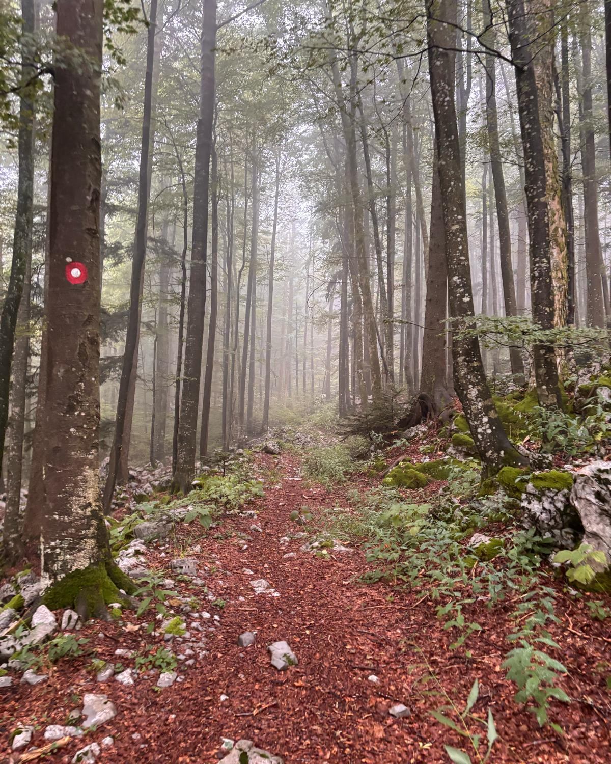 Jeste li zapisali našu novu utrku u svoj kalendar?
Kad pakleno zagrije rashladite se u šumama nacionalnog parka @nacionalniparkrisnjak .
Isprobajte jednu od tri staze.
📍 NP Risnjak
📅 25.–26.07.2026.
Proučite staze na 👉 https://thegreatrefresh.com/risnjak-utrke/