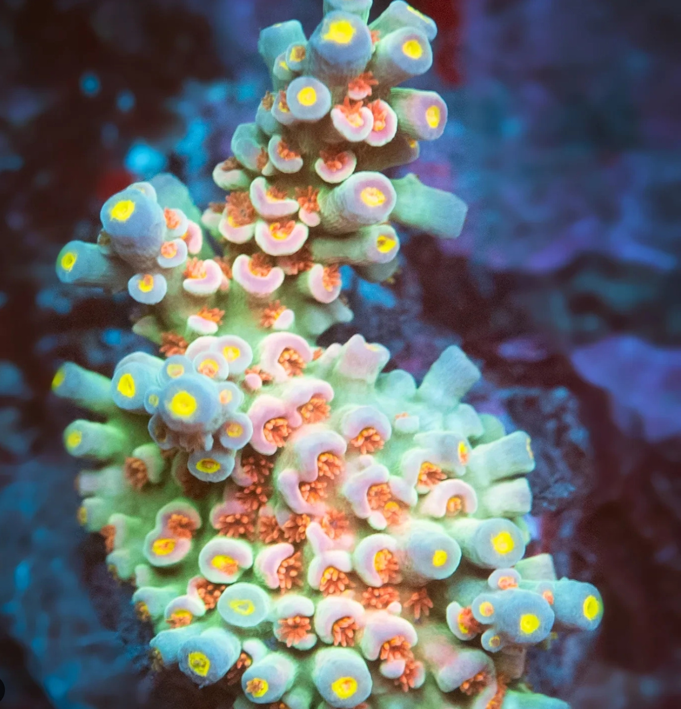 #tropicmarintanks
Beautiful coral from @gabrielscheitz 💚
Show us your corals!
#tropicmarintanks #tropicmarin #tropic_marin
#eatsleepreef #allmymoneygoestocoral #reefporn #coralporn #reefaholics #aquarium #saltwateraquarium #nanoreef #reeftanks #euroreefers #reef2reef #reefers4reefers #vitaminsea #seafari
@tropicmarinusa @tropic_marin_br @tropic_marinarg @tropicmarinperu @aquarium_planet_cr @scireef @aqua.united.gmbh