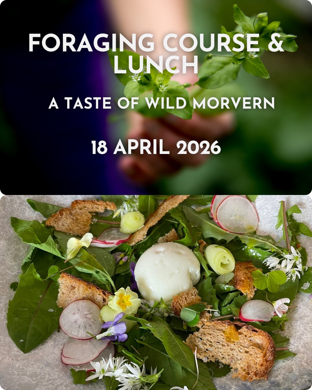 🌿Spring Foraging Collab 🌿
As the days lengthen and the sun begins to warm the earth, I'm excited to announce that I will be collaborating with my friends Chris and Agi at @thewhitehouserestaurant for another series of forage and feast events this year! This is one of my favourite, delicious collabs and allows me to show you all what's right here on my doorstep in Lochaline.
Our first wild walk and lunch will be Saturday 18th of April and can be booked directly with the Whitehouse. See the pics for more info and hope to see you there!
.
.
.
.
.
.
.
#scotlandswildmedicine #wildfood #foragingwalks #foraged #foragingcourses