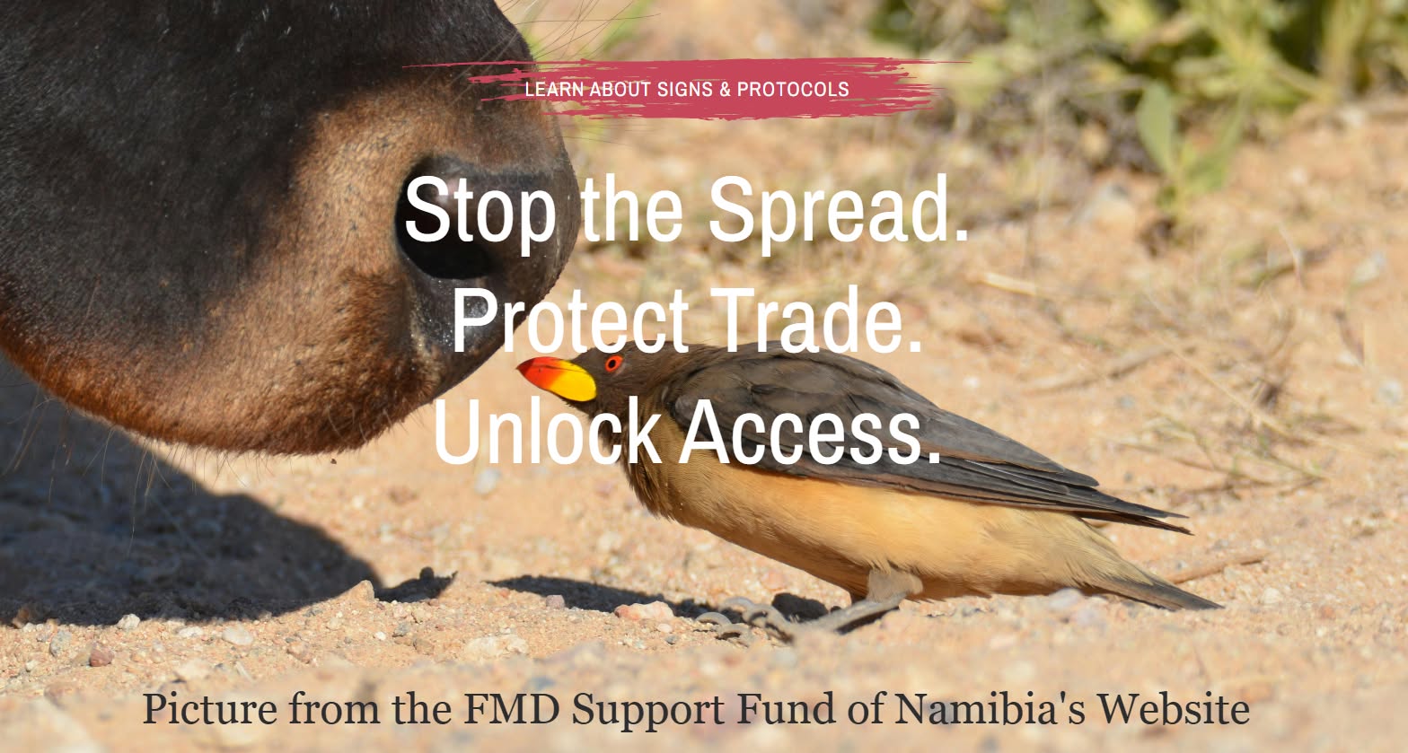 Foot and Mouth Disease is not just a livestock issue. 🐃
As a hunting community, we share the same landscape, markets and responsibility. No panic. No complacency. Just professionalism and biosecurity. 🇳🇦
Read more: https://www.napha-namibia.com/post/foot-and-mouth-disease-and-the-hunting-community
#NAPHA #Namibia #FMD #Biosecurity #ResponsibleHunting