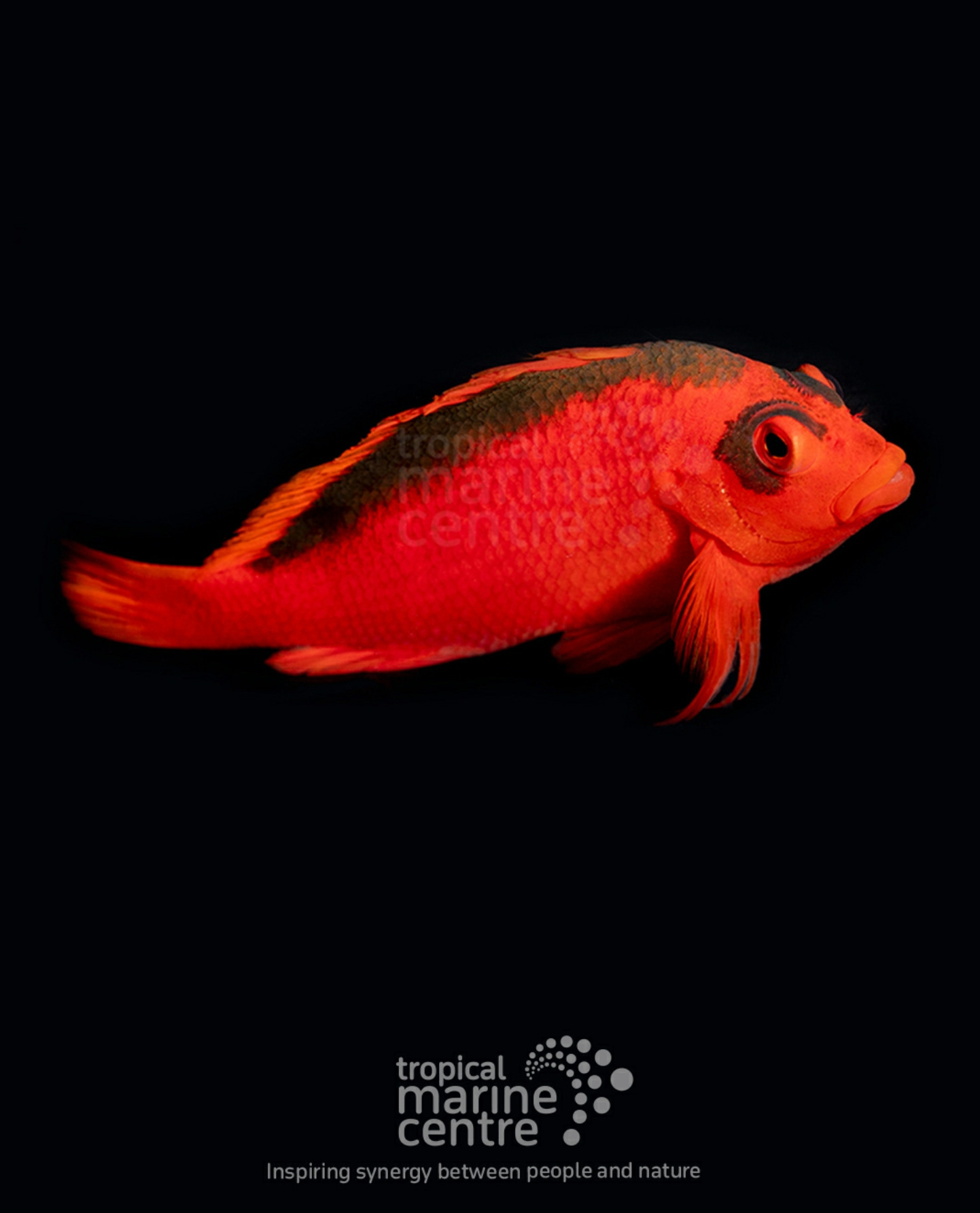 #tropicmarintanks
Amazing shot from @tropicalmarinecentre 😍
You use our products and want to get reposted? Tag your post with #tropicmarintanks.
#tropicmarintanks #tropicmarin #tropic_marin
#eatsleepreef #allmymoneygoestocoral #reefporn #coralporn #reefaholics #aquarium #saltwateraquarium #nanoreef #reeftanks #euroreefers #reef2reef #reefers4reefers #vitaminsea #seafari
@tropicmarinusa @tropic_marin_br @tropic_marinarg @tropicmarinperu @aquarium_planet_cr @scireef @aqua.united.gmbh