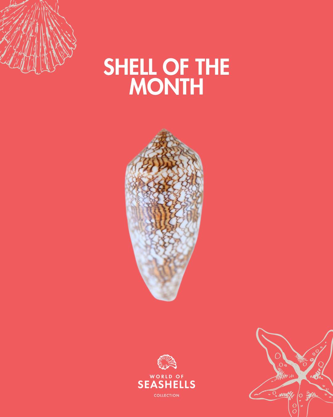 Shell of the Month: Cylinder neovicarius ð
Native to the red Sea off the coast of Egypt, Cylinder neovicarius captivates with its elongated shape and near-perfect symmetry.
Highly valued for its delicate patterns, this shell reflects the beauty of marine life. You may have already found one during a walk along the beaches of Mauritius, a little ocean treasure.
#ShellOfTheMonth #CylinderNeovicarius #WorldOfSeashells #BelOmbre #Mauritius #OceanStories #BeachMauritius