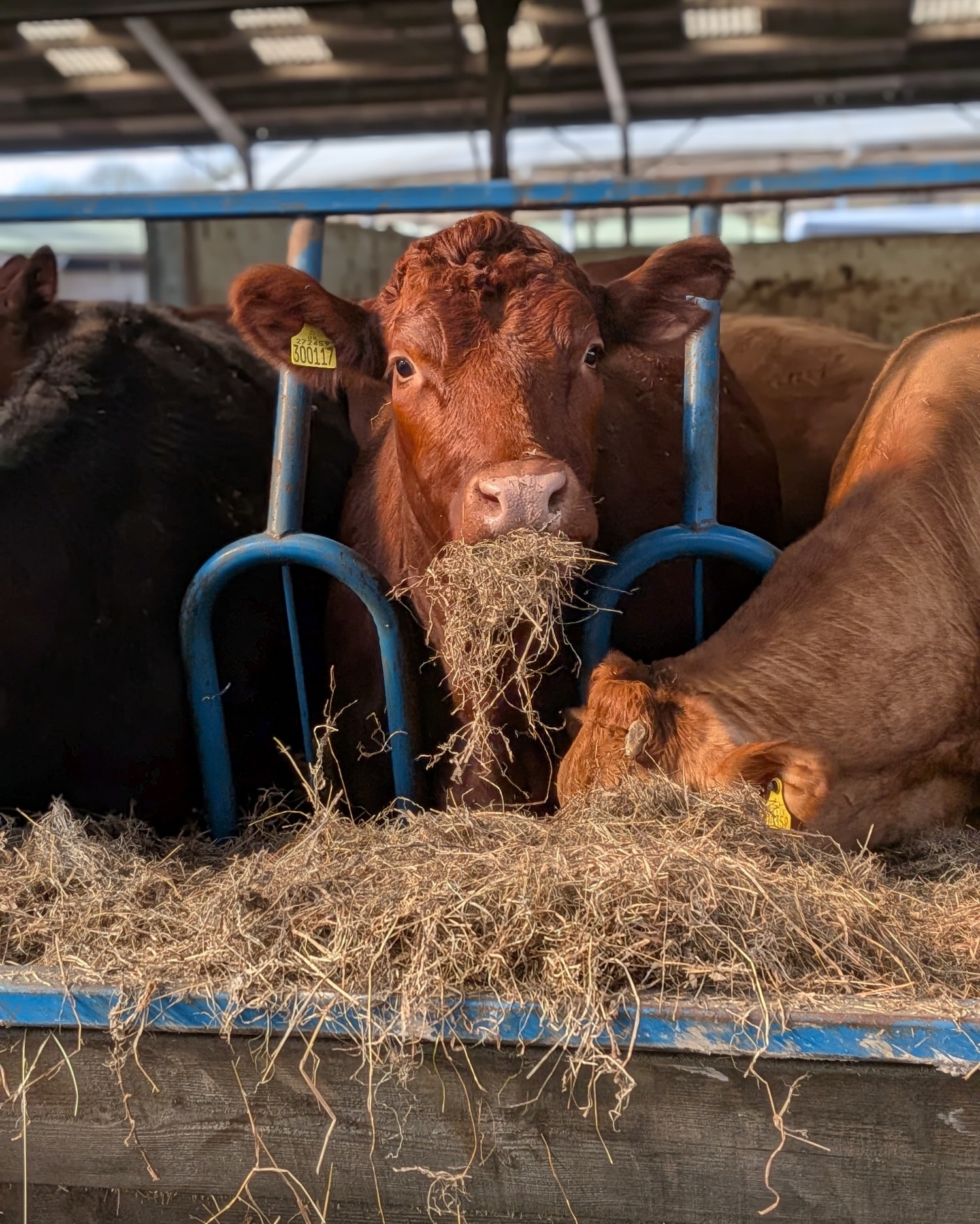 A beautiful day out at @trenchmore_farm! ☀️ Thank you for showing The Eight Bells team how your family-run farm works. It’s clear to see the hard work and love that goes into everything you do.
Want to try their famous Silly Moo cider or local Wagyu beef? We’re proud to stock both right here, just a few miles from the farm. Pop in and see us! 🍻🥩
Thanks again to Rachel and the whole family! 🐄