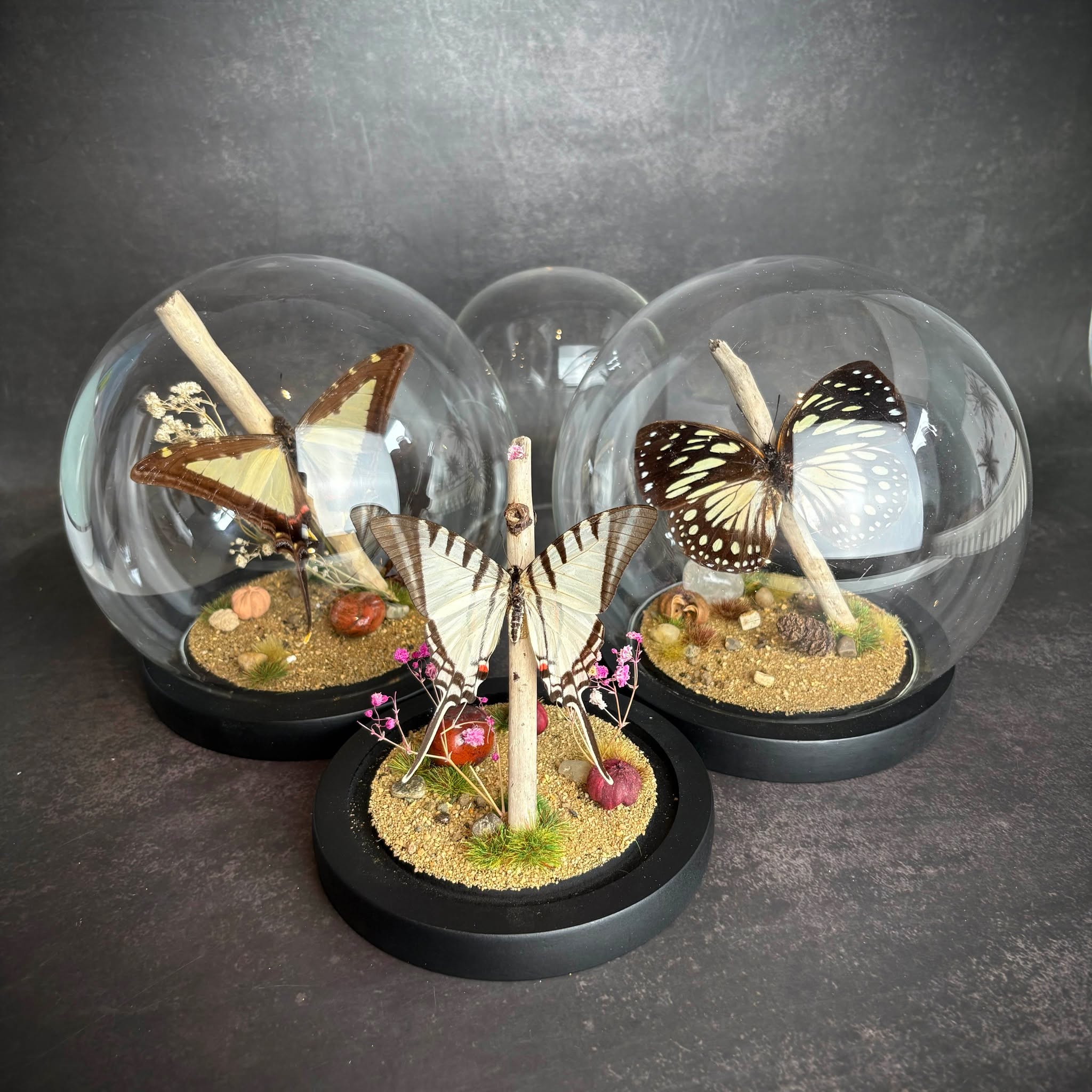 For collectors, cabinet lovers & the naturally curious.
These preserved butterfly specimens, professionally set beneath glass with natural substrates and botanical detail are now available on our website.
Individually handcrafted. One-of-a-kind.
Fun Fact: 🦋 The order Lepidoptera literally means “scale-winged” — referring to the microscopic scales that create their patterns.
#entomology #entomologyart #insectcollection #butterflyspecimen
#lepidoptera #curiositycabinet #cabinetofcuriosities #naturalhistorydecor
#taxidermyart #ethicaltaxidermy #odditiesandcuriosities #darkdecor
#naturepreserved #museuminspired #smallbusinessuk