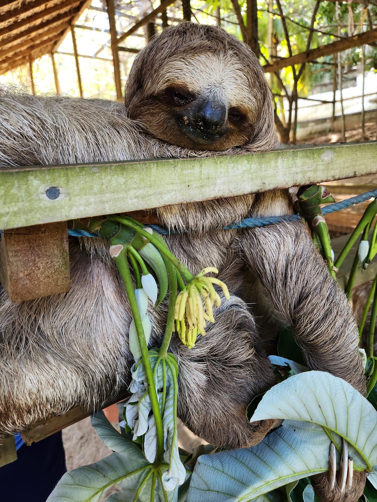 Ready to meet the true bosses of Roatán? 🦥😄
Our Sloth Encounter Tour is basically a “slow-motion party” the whole family will LOVE. You’ll get to hang out with the cutest, chillest little celebrities on the island, grab hilarious photos, and make memories your kids will talk about on repeat for the next 6 months.
What to expect:
🦥 Sloths that move at 0.5 mph but steal your heart in 0.5 seconds
📸 Photos so cute they should be illegal
👨👩👧👦 Perfect for families—no stress, all smiles
😂 Warning: your camera roll will be 90% sloth
Want to turn it into a full adventure day? We can add extra stops and customize your tour! Send me an Email at realdealroatantours@gmail.com or go to our website at www.realdealroatantours.com
#Roatan #SlothEncounter #FamilyFun #RoatanTours #ThingsToDoInRoatan #RealDealRoatanTours #RoatanHonduras #VacationMode #IslandMemories