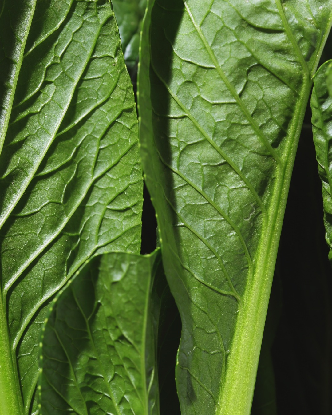 🌿 L’épinard, ce caméléon gourmand
Crus, cuits, mixés… Nos épinards frais se transforment en plats healthy, tendances et 100% Kioui ! Parce que chez nous, tout se marie : légumes, fromages, épices et même vins. Une seule adresse, des milliers de possibilités.
.
🍽 3 façons de les aimer
• En salade croquante, l’équilibre parfait : épinards frais, betteraves, chèvre frais, noix et un filet d’huile de noix.
• En smoothie détox, le booster vert qui fait du bien : épinards, banane, gingembre, lait d’amande et une touche de miel.
• En sauce onctueuse, parfaite pour des pâtes ou un filet de poisson : réduits à la poêle avec ail, crème fraîche et pignons.
.
💡 Le petit + Kioui : tous les ingrédients de ces recettes sont à portée de main dans nos rayons. Un seul arrêt, un repas complet.
.
Et vous, quel est votre combo préféré avec les épinards ? Un classique ou une folie culinaire ?
Dites-nous tout en commentaire ! 👇
.
.
.
#epinardsfrais #mangersain #healthyeating #veggielove #greenfood #kioui #kiouiarras #lebongoutdumarche #kiouiprimeurs #instagourmand #igersarras #arras #hautsdefrance
.
www.kioui-primeurs.fr