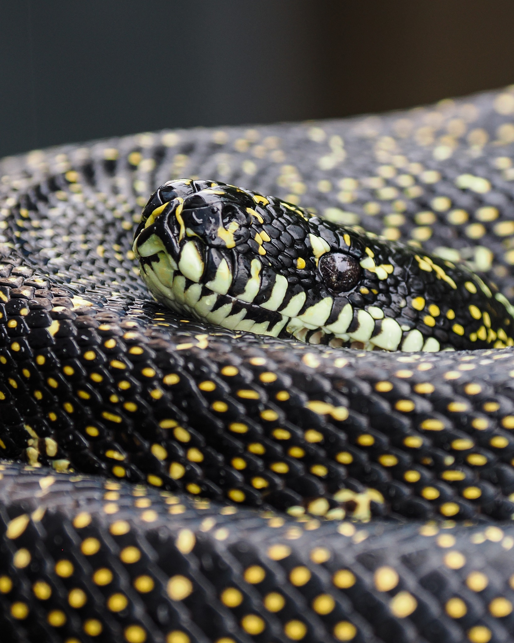 An unexpected rainy day visitor to the back deck ๐ Isn't she beautiful? #diamondpython #omsystem