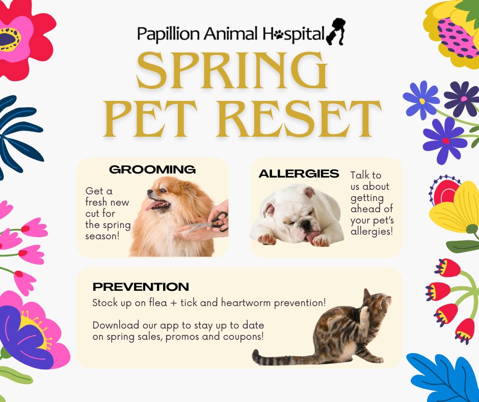 With warmer weather comes shedding season, allergy flare-ups, and increased parasite exposure.
Our Spring Pet Reset focuses on three essentials:
✂️ Grooming
🌿 Allergy management
🛡️ Flea, tick & heartworm prevention
If you’re not sure where your pet stands, we’re happy to help you make a plan.
And don’t forget, our app keeps you updated on seasonal sales and coupons 📲🐾
https://myvet.link/papillion-animal-hospital/