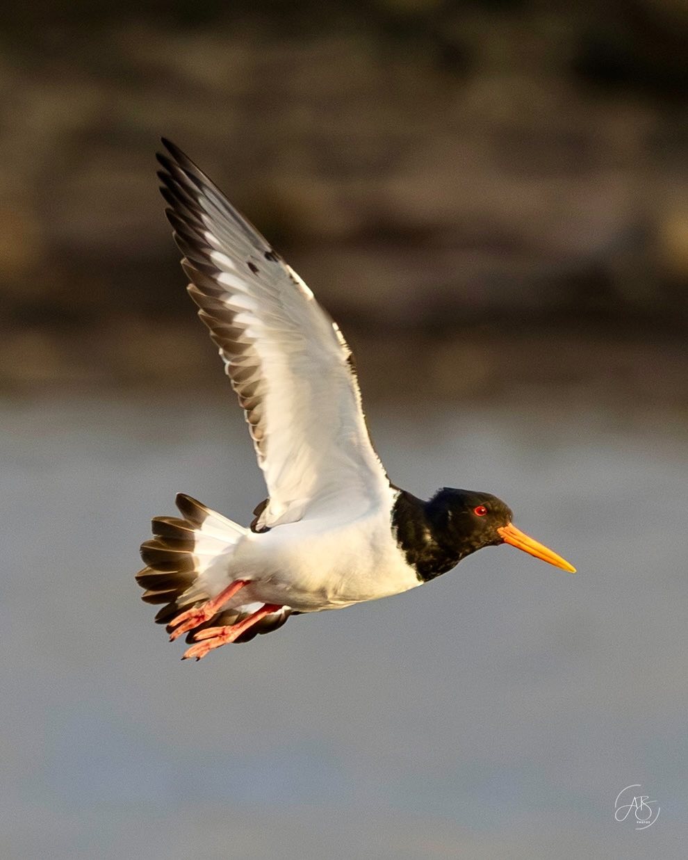 Caught mid-flight along the shoreline in Omeath, this striking oystercatcher is just one of the many coastal visitors you might spot while exploring Sea Louth. With its bold black and white feathers and bright orange bill, it’s a true star of the shoreline 🐦🌊
From quiet estuaries to sweeping beaches and sheltered loughs, there are plenty of spots to pause, look up and take it all in.
Discover more nature experiences along the trail at sealouth.ie
📸 Photo captured by @ann.bruen
#SeaLouth #IrelandsAncientEast #KeepDiscovering #Admire #Omeath #Birdwatching #CoastalWildlife #NatureLovers