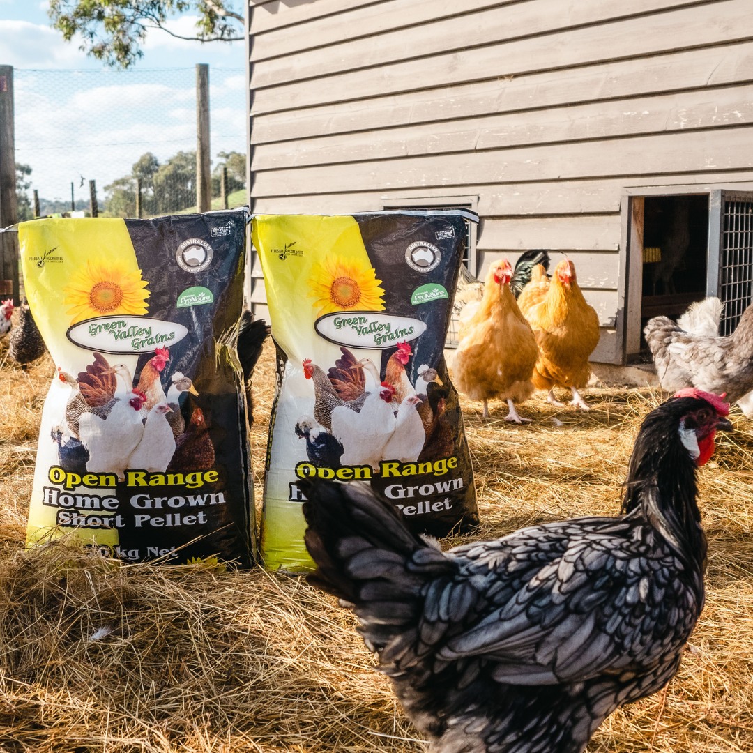 Do your tribe members prefer the texture of a pellet?
Then our premium quality short pellet is available especially for them! 🐔🐓🦆
Providing superior nutrition from the addition of ProN8ure® that combines 3 essential elements; a dual strain probiotic, a prebiotic and a multi-strain enzyme for enhanced digestion and better overall health.
#greenvalleygrains🌾 #proudlyaustralianmadeandowned🇦🇺 #homegrownshortpellet