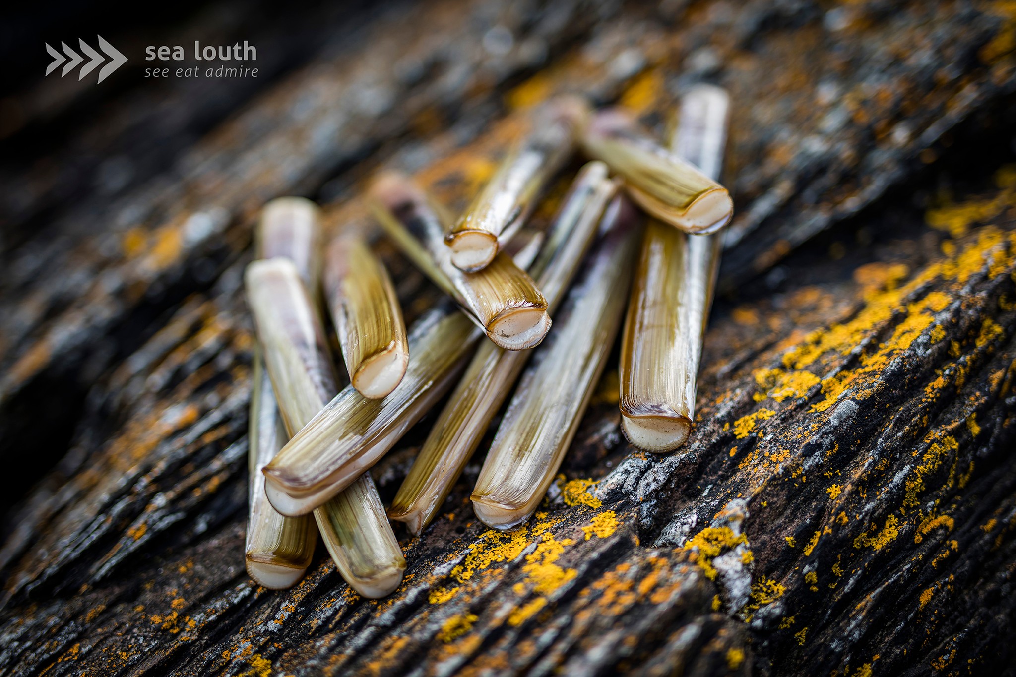 From sea to shore, Sealouth is proud to showcase the incredible producers behind our coastal flavours 🌊🐚
Among them is Callaghan & Hoey Fisheries Ltd, featured on sealouth.ie as one of our dedicated Sea Louth producers. Their razor clams are a true taste of our waters, carefully harvested and supplied to restaurants where they’re transformed into beautiful seafood dishes along the trail ✨
When you enjoy razor clams in a participating restaurant, you’re not just tasting the sea… you’re supporting local families, local boats and local expertise. That’s what the Sea Louth story is all about 💙
Learn more about the people behind the flavour at sealouth.ie/producers
#SeaLouth #IrelandsAncientEast #KeepDiscovering #Eat #SeaLouthProducers #RazorClams #ScenicSeafoodTrail