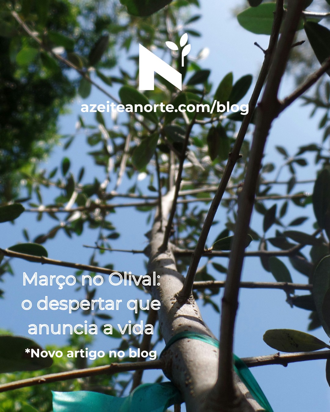 Março no olival: o mês que prepara o despertar 🫒🌱
Depois de fevereiro moldar com a poda, março chega como mês de transição — frio matinal mas sol que aquece. As oliveiras preparam-se para o grande esforço que virá: brotação e floração em abril-maio.
Março ensina-nos que o sucesso não se improvisa — prepara-se. A oliveira bem nutrida agora responderá em abril-maio com brotação vigorosa e floração abundante. 🌿
O trabalho de março é invisível nas fotografias, mas faz toda a diferença quando chega o tempo da colheita. É o cuidado silencioso que define o futuro da safra.
Vem descobrir Trás-os-Montes e Alto Douro em março: olivais em preparação + paisagens entre inverno e primavera + tradições pascais centenárias.
👉 Confira o link para ler o artigo completo sobre Março no Olival!
#AzeiteANorte #MarçoNoOlival #AdubaçãoDeOliveira #TrásOsMontes #AltoDouro #Olivoturismo #FertilizaçãoOrgânica #OliviculturaSustentável #CicloOliveira #PreparaçãoDaSafra #TurismoRural #PortugalAutêntico #AgriculturaTradicional
#sabedoriaancestral #olivegrove #extravirginoliveoil #oleoturismo #nortedeportugal #portugal #naturaleza #culturarural #oliveheritage #rurallife #winterlandscape #slowfood