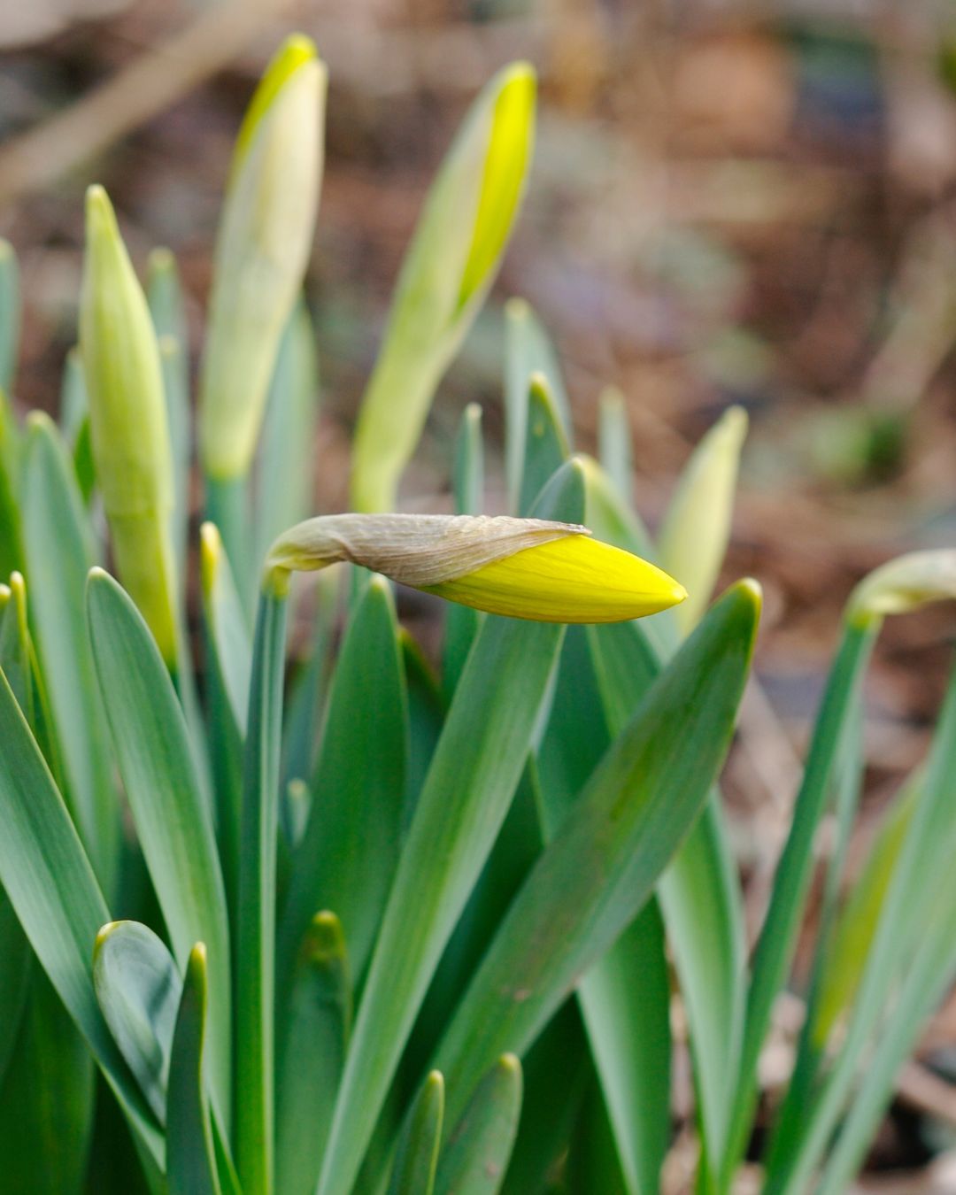 Vandaag een strak blauwe lucht en een heerlijk zonnetje bij ons! Nog effe en de narcissen laten zich รฉcht zien ๐!
#narcissen #voorjaarsbloei #zuidlimburglonkt #landvankalk #weekendjeweg #vakantieineigenland #vakantiehuiszuidlimburg