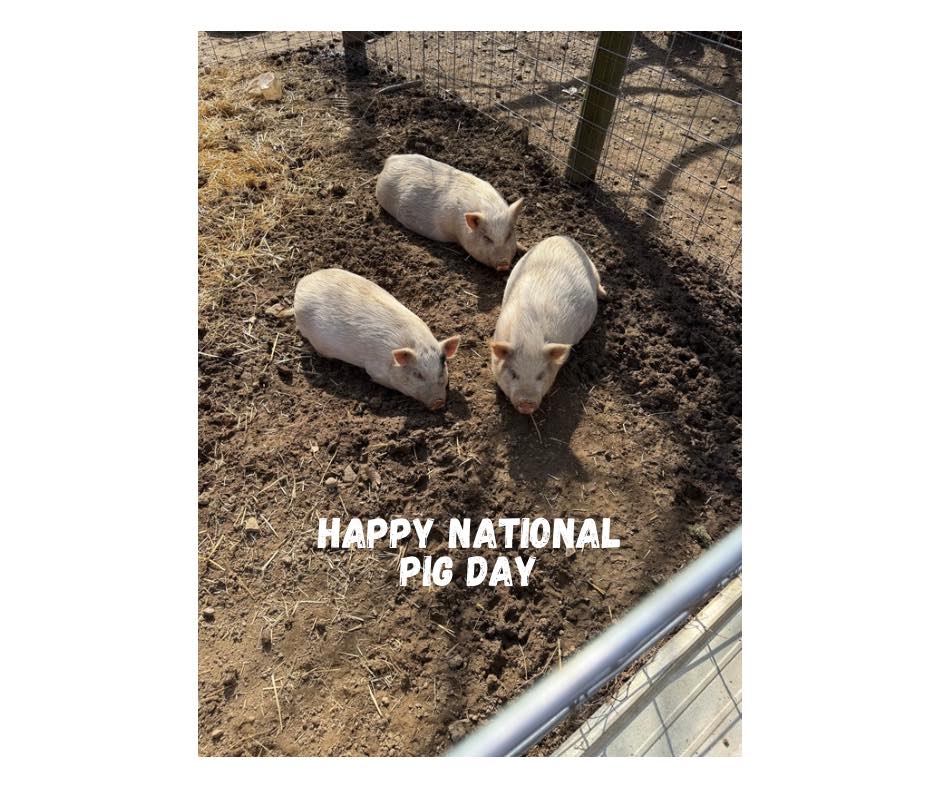 It’s National Pig Day… which means today we celebrate the real bosses of the farm. 🐷👑
They wake up when they want.
They eat when they want.
They root up whatever they want.
Honestly? Living their best life.
Happy National Pig Day from Big John’s Farm — where even the pigs are a little spoiled. ❤️