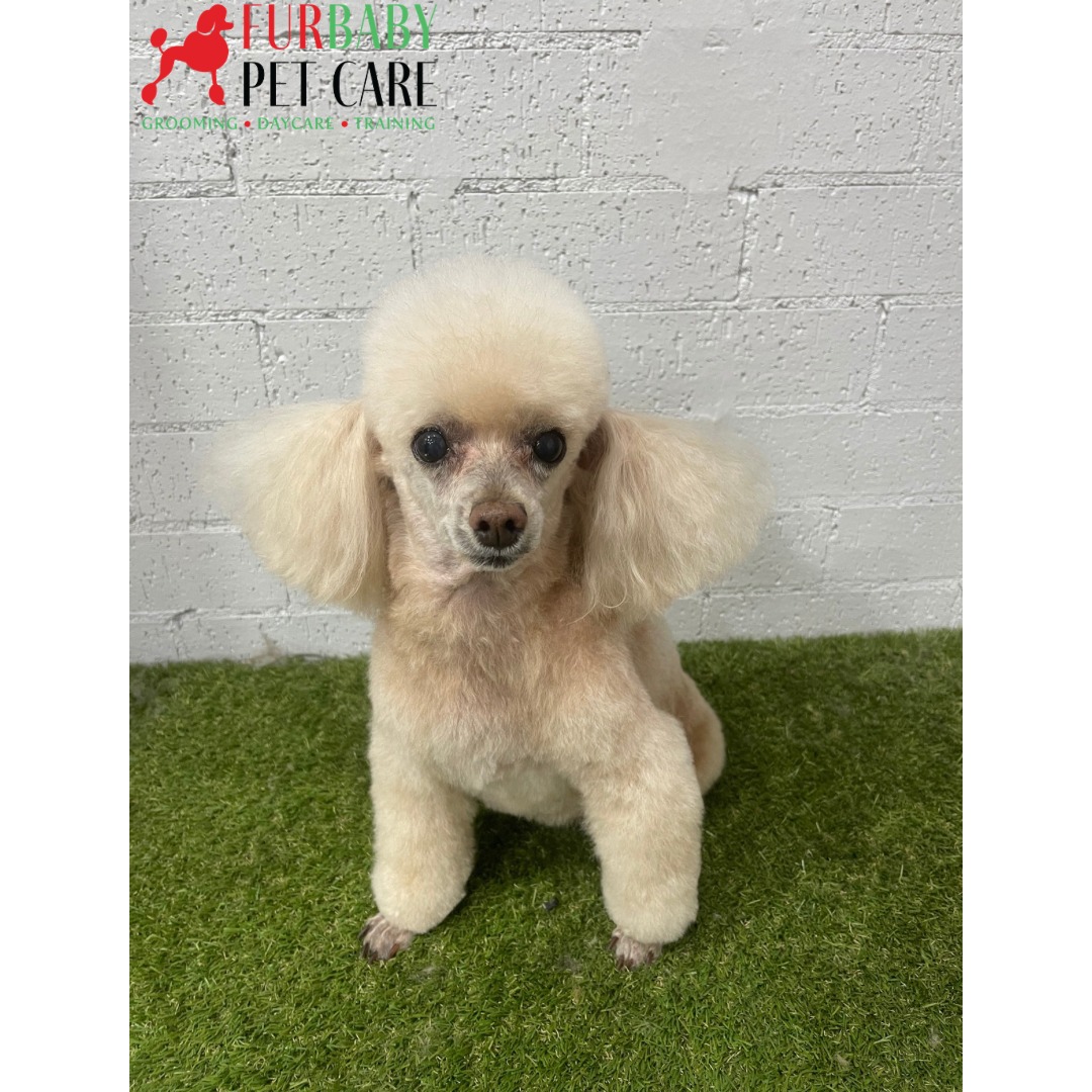 This sweet old girl enjoyed a fresh poodle-style groom โ keeping things neat, comfortable, and oh-so-elegant โ๏ธโจ
#poodlelove #sweetpoodle #poodlegroom