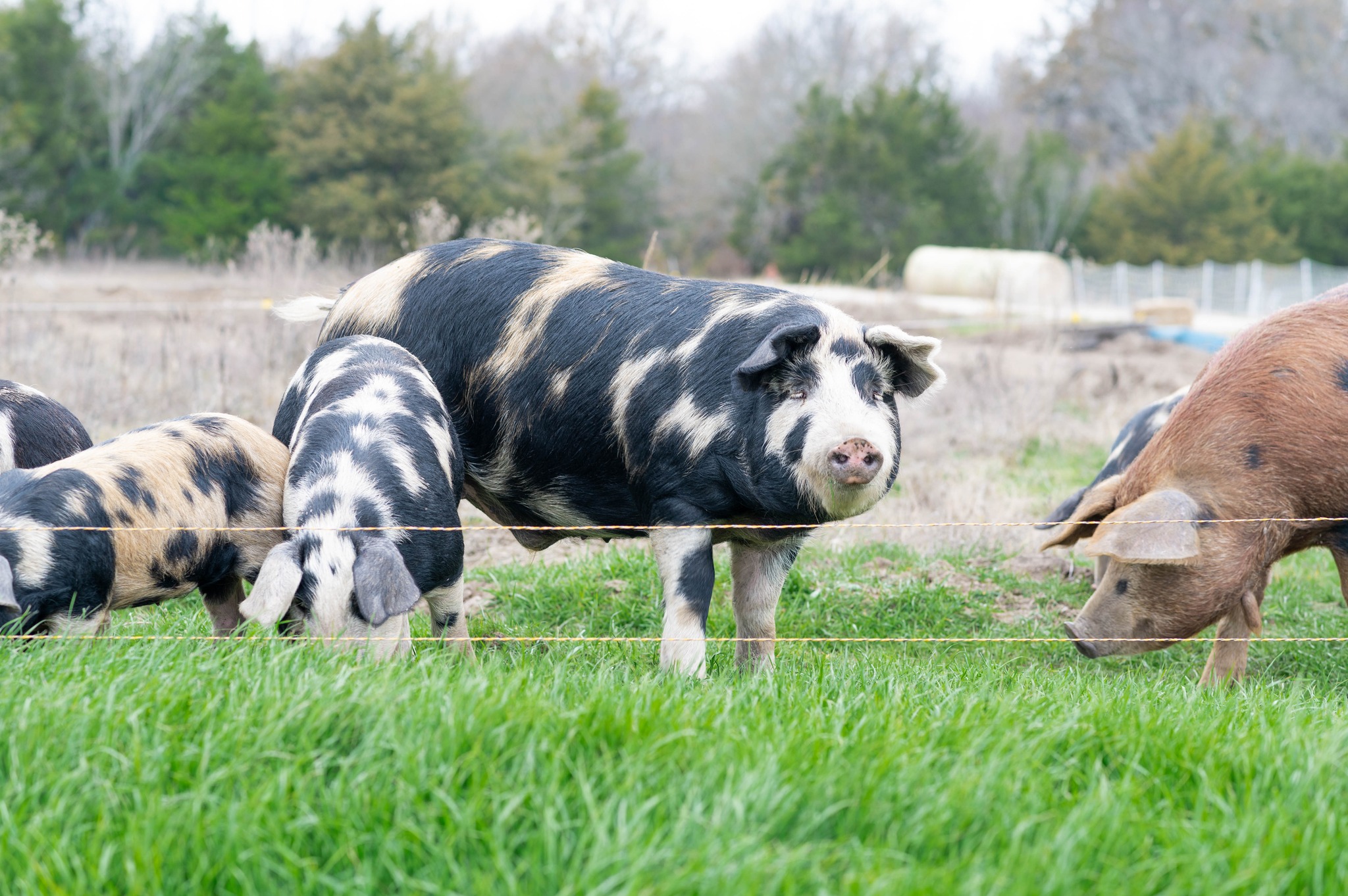 Good Morning! Ready for another beautiful day in North Texas!
#supportlocalfarms #texasfarms #pastureraisedpork #texasfarmers #HeritageBreedPork #FarmToTable #PastureRaisedPork #EatLocal