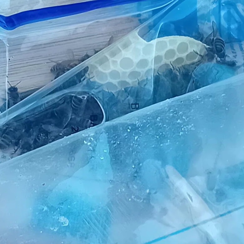 One of the little signs we see of colonies building up is the creation of comb. You can see some poking up into this packet of fondent. This means it warm enough and that there are young bees.