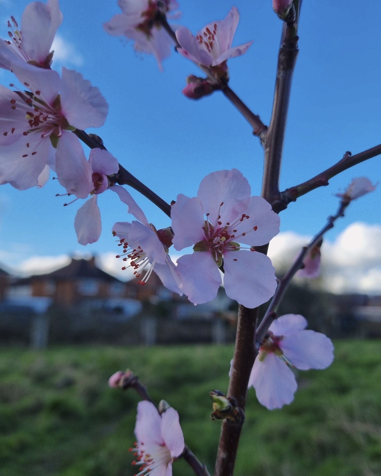 The signs of Spring.
#HazelwellNutGrove in #Stirchley, #AlmondIngrid, 28th February 2026