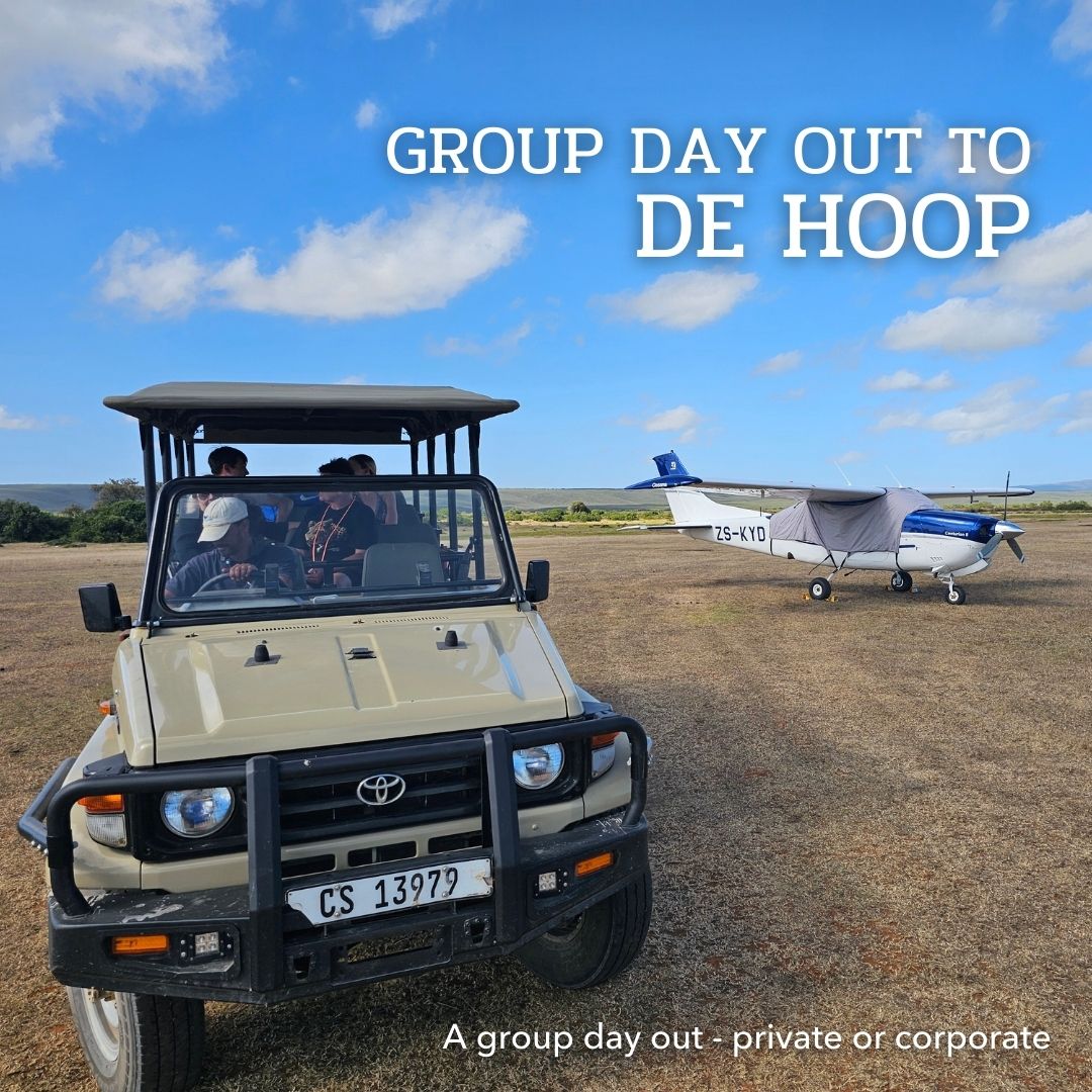 For group days out (private or corporate), our De Hoop flying experience works brilliantly. With Africa Sky Runners, we can coordinate multiple aircraft on the same itinerary, so everyone travels together, lands together, eats lunch together at Fig Tree Restaurant, and shares the day from start to finish.
With up to three aircraft, we can comfortably host 12–14 people.
Private or corporate group bookings.
👉 Comment the words FLYING EXPERIENCES and we will send you the link via DM.
📞💬+27 (0)83 760 1330 📨info@africaskyrunners.com
#AfricaSkyRunners #DeHoopNatureReserve #ScenicFlightSouthAfrica #CoastalWilderness #CapeTownDayTrips