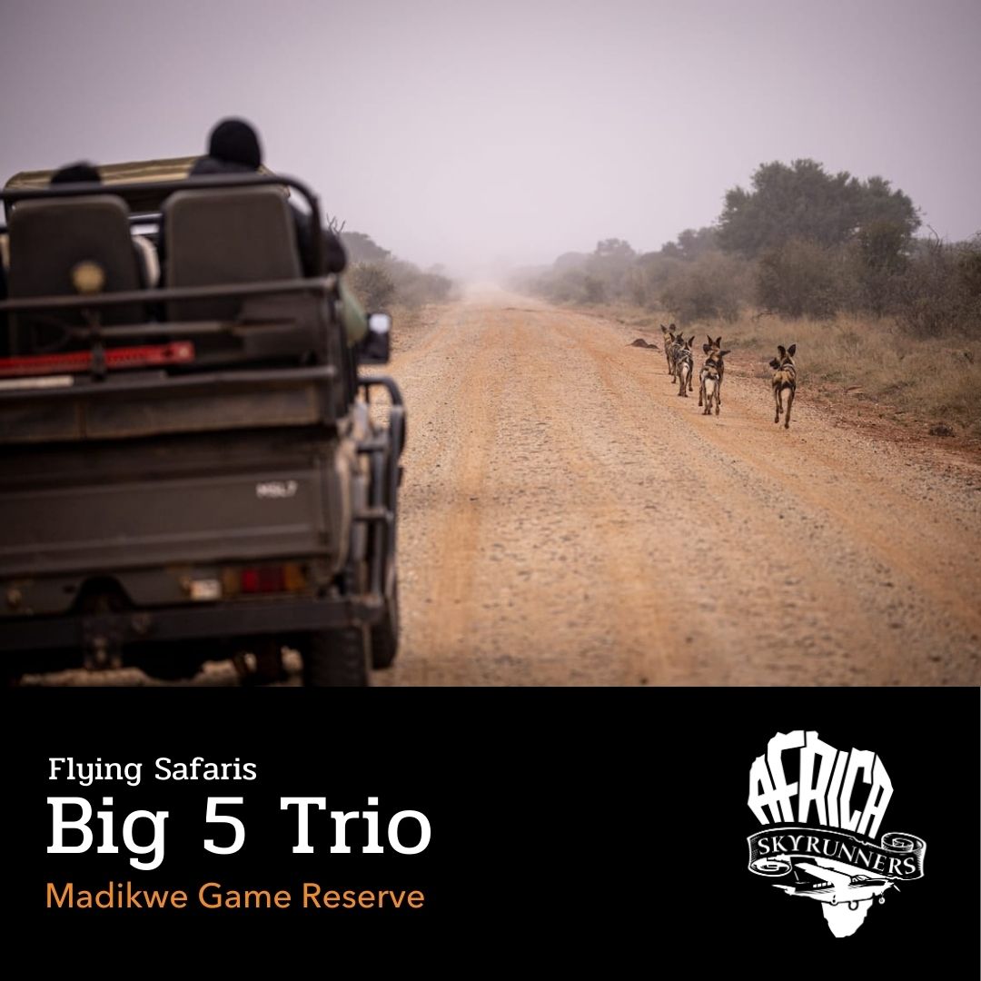 Madikwe Game Reserve is a proper “arrive by air, safari starts now” destination on our Big 5 Trio flying safari — up in the North West, right on the Botswana border, with that Kalahari-meets-bushveld feel.
It’s big (about 75,000 hectares / 750 km²) and malaria-free, which makes planning a lot simpler. And it’s not an accident that game viewing is strong here — Operation Phoenix saw 8,000+ animals from 28 species reintroduced, including African wild dogs, which Madikwe is well known for.
👉 Comment the words FLYING SAFARIS and we will send you the link via DM.
Live your dream. Fly the wild.
📞💬+27 (0)83 760 1330 📨info@africaskyrunners.com
#AfricaSkyRunners #FlyingSafari #AirSafariAdventure #WingsOverAfrica #ExploreFromAbove