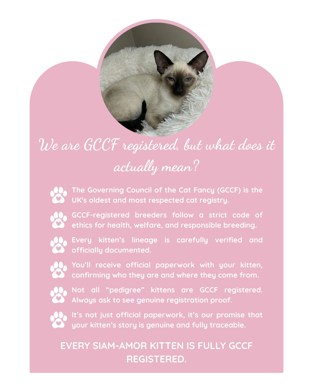 We are GCCF registered, but what does that actually mean for you? 🤍
It means every SIAM-AMOR kitten comes with verified lineage and official paperwork .
It means you are not just buying a kitten. You are buying peace of mind.
Save this post and share it with anyone who is currently searching for a pedigree kitten, it could make all the difference. 🐾
.
.
.
.
#thehouseofsiamese #siamesecats #siamesekittens #gccfregistered #gccf #siamesebreeder #siamamor #siamesecatsofinstagram #pedigreecats #gccfcats #kittens #savethispost #ukbreeder #catbreeder #catsofinstagram #kittensofinstagram
