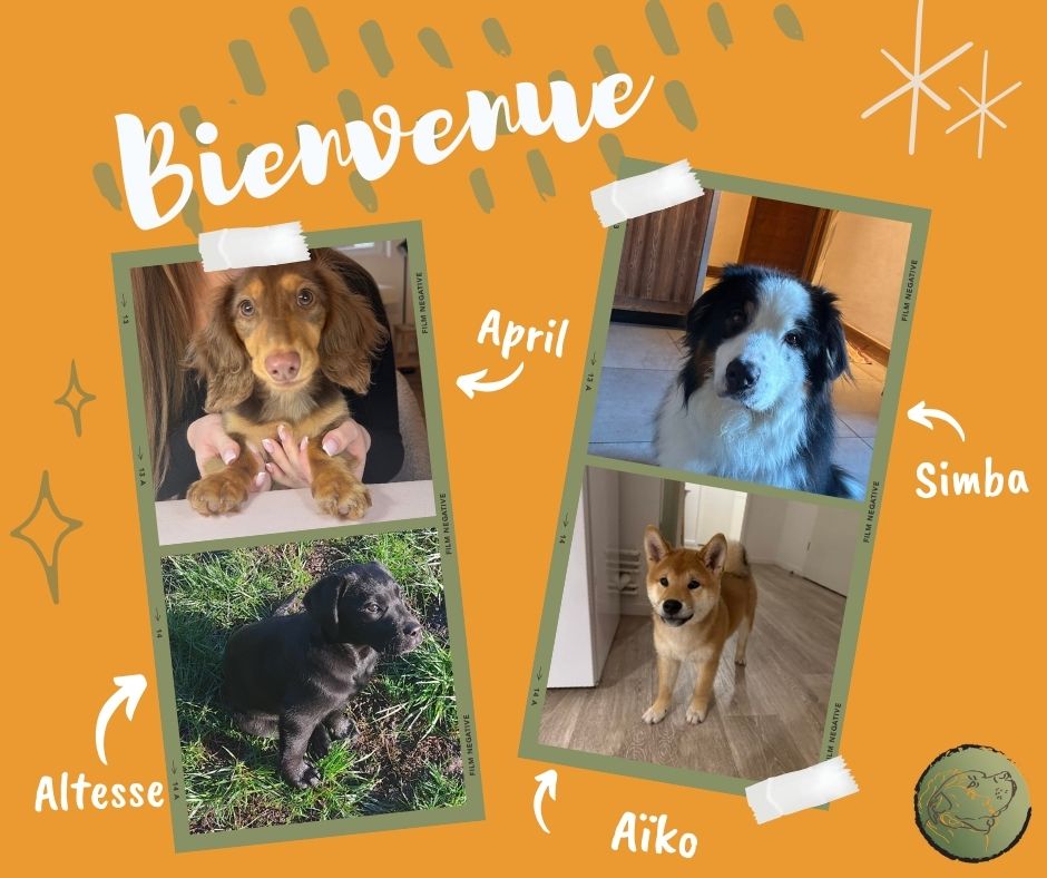 ✨🐾 Bonjour à tous ! 🐾✨
Souhaitons la bienvenue aux derniers membres de la Team :
🐶 Simba, Berger Australien de 5 ans, qui présente un trouble des autocontrôles et a tendance à engloutir tout ce qui passe à portée de gueule 😅
🐾 April, Teckel nain de 4 mois 🐕
🐾 Altesse, Labrador de 4 mois 🦮
🐾 Aïko, Shiba Inu de 4 mois 🐕🦺
Ces trois petits loulous intègrent l’accompagnement spécial chiot 🍼🎓
🎉 Bienvenue à eux !
🙏 Merci à leurs maîtres pour leur confiance.
Hâte de vous accompagner dans cette belle aventure 🐾💛