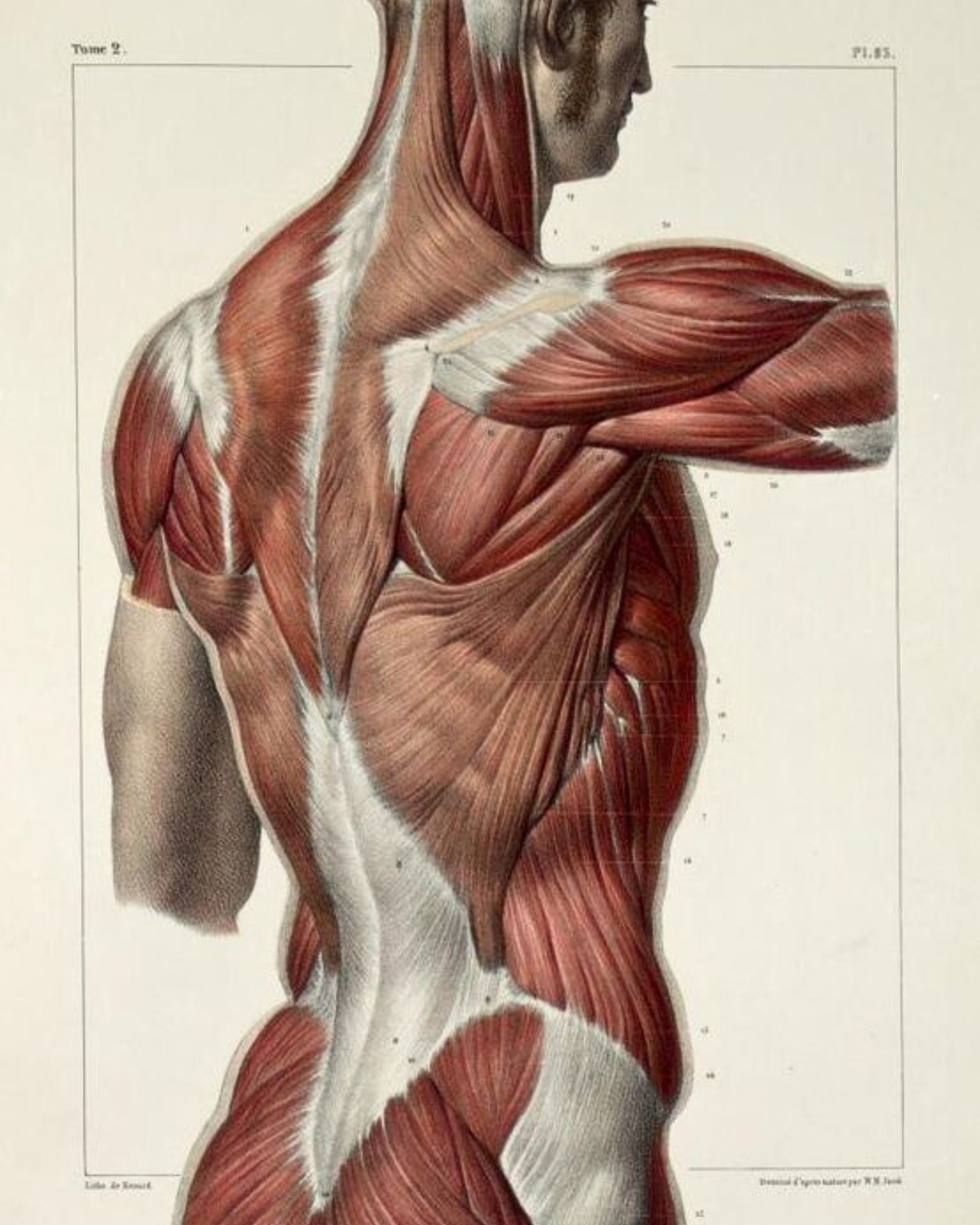 Your body isn’t a project; it is a site of action.
#ArtemisMovement #ArtemisInTheWild #MindfulMovement #TherapeuticMovement #PosturalMovementPractice