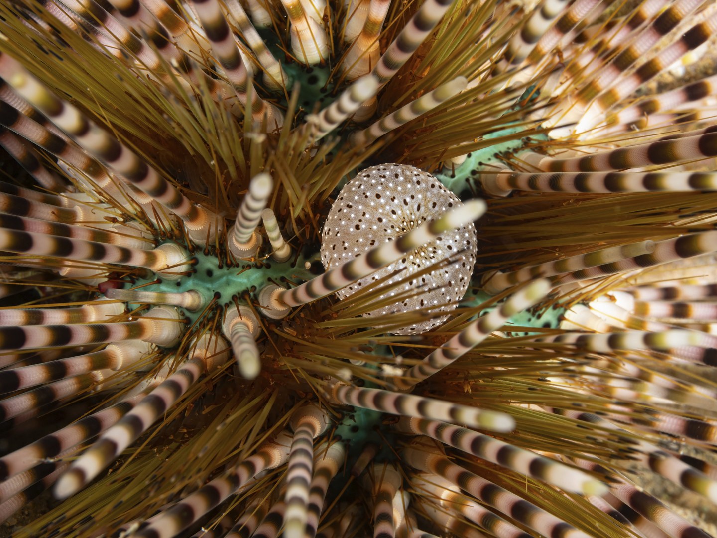 ๐๐๐ฌ๐ญ๐ซ๐๐๐ญ - ๐๐จ๐ฎ๐๐ฅ๐ ๐๐ฉ๐ข๐ง๐๐ ๐๐ซ๐๐ก๐ข๐ง - ๐๐๐ก๐ข๐ง๐จ๐ญ๐ก๐ซ๐ข๐ฑ ๐๐๐ฅ๐๐ฆ๐๐ซ๐ข๐ฌ
We have been seeing a surge in the numbers of this very attractive urchin on one of our shallow dive sites. The larger ones can be used for some more abstract photos!
Interesting things according to our books:
It has two types of spines - long white open ended ones (often banded) and the ones to look out for re the clusters of short reddish ones which are venomous
We are finding them in small groups of varying sizes amongst the rubble, not hidden away
AND - the white spotted "disco ball" in thee middle is actually the anal sac!! So the you go what a pretty bum!
Our dives never get boring!!
๐ธ John Warmington
๐๐๐.๐ฐ๐ฟ๐ถ๐๐๐ฒ๐ฟ๐๐ฝ๐ผ๐๐๐ฒ๐ฟ.๐ฐ๐ผ๐บ
Dive and stay:
๐ต๐๐๐ฝ๐://๐ฎ๐ถ๐ฟ๐ฏ๐ป๐ฏ.๐ฐ๐ผ๐บ/๐ต/๐ธ๐ฎ๐ฟ๐บ๐ฎ๐๐ฎ๐๐ฒ๐ฟ๐
#UnderwaterPhotography #VanuatuMoments #DiveVanuatu #KarmaWatersVanuatu #Seaurchin