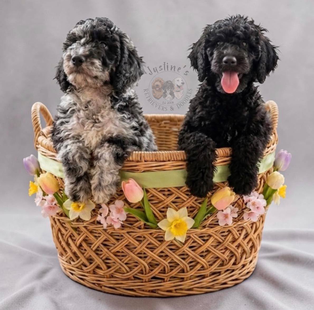 Now Hiring: The Dynamic Duo! š¾
Meet Blizzard (our striking merle gent) and Spike (the sleek, soulful black beauty). These two Goldendoodles are officially entering the workforce and are currently looking for the perfect long-term "employment"!
Theyāve spent weeks honing their skills and are now offering their expertise in the following departments:
⢠Backyard Patrol: Expert level. They are highly vigilant against rogue squirrels and suspicious-looking autumn leaves.
⢠Professional Babysitting: Gentle, patient, and always willing to help "clean up" any dropped snacks.
⢠Master-Level Cuddling: Specialized in therapeutic weighted-blanket impressions and ear-nuzzling.
They are available for interviews and meet-and-greets this weekend! They come highly recommended, have excellent references (mostly from their favorite chew toys), and are willing to work for treats, belly rubs, and a cozy spot on your sofa.
Who wants to put in an application to visit them?
Drop a comment below or send us a DM to schedule your appointment. We have a feeling you might just fall in love with the new hires!
#justinesretrieversanddoodles #newyorkgoldendoodles #goldendoodlesofboston #goldendoodlesofconnecticut #goldendoodlesnewyork #goldendoodlesofinstagram #goldendoodlepuppies