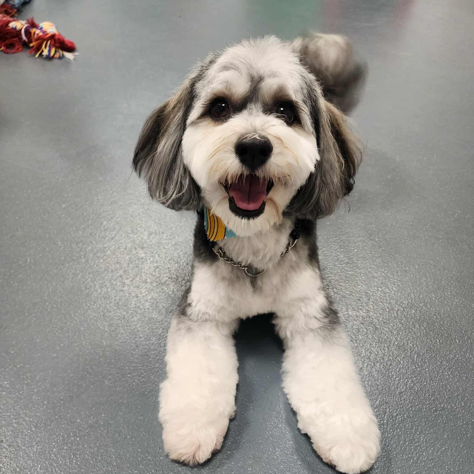 ๐๐พ Happy Smiles from some of our daycare dogs! ๐พ๐
Nothing makes our day more than seeing these big happy smiles from our daycare crew!
From playtime zoomies to cuddle breaks, our pups are living their best lives with their furry friends. ๐ถ๐
Thinking your dogs would love to attend daycare too? Send us a message now ๐พ