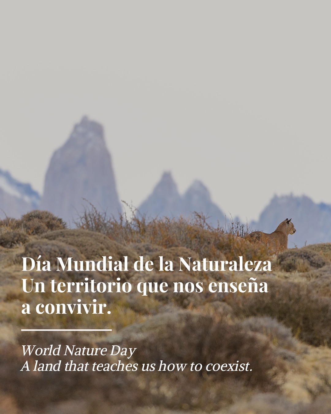 Hoy celebramos el Día Mundial de la Naturaleza 🌿
En Cerro Guido, la naturaleza no es solo paisaje: es biodiversidad, equilibrio, historia y resiliencia. Es el puma que recorre la estepa, el guanaco que sostiene la cadena trófica, el viento que moldea el territorio y las personas que aprenden a convivir con él.
Creemos en una conservación basada en ciencia, monitoreo y trabajo en terreno.
Porque proteger la naturaleza no significa aislarla, sino entenderla y coexistir con ella.
Hoy reafirmamos nuestro compromiso con este patrimonio natural único de la Patagonia.
-
Today we celebrate World Nature Day 🌿
At Cerro Guido, nature is more than landscape — it is biodiversity, balance, history, and resilience. It is the puma crossing the steppe, the guanaco sustaining the food web, the wind shaping the land, and the people learning to live alongside it.
We believe in conservation grounded in science, monitoring, and fieldwork.
Because protecting nature is not about separating from it — it’s about understanding and coexisting.
Today, we reaffirm our commitment to this unique natural heritage of Patagonia.
#DíaDeLaNaturaleza #NatureDay #Patagonia #Conservación #CerroGuido