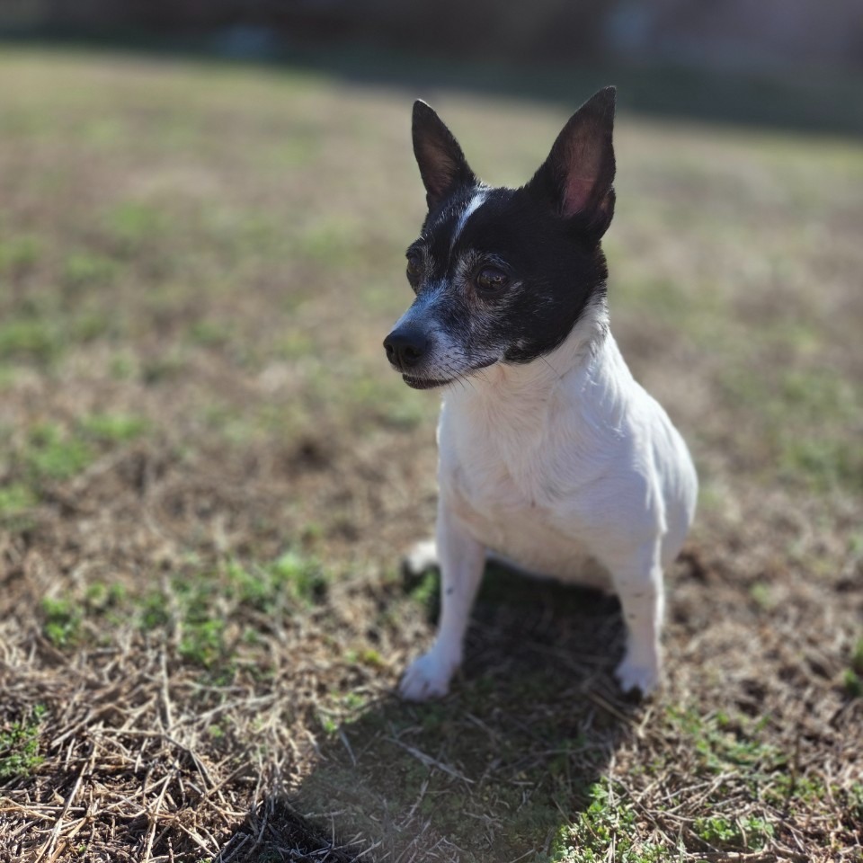 Okay… we need to talk about Georgia. 💔🐾
Clearly she was not on anyone’s mind… because we didn’t receive a single application for her.
And we genuinely don’t understand why.
Georgia is the total package:
✅ Potty trained
✅ Dog friendly(slow intros are always best)
✅ Loves treats + lap time (a true cuddle girl!)
✅ Prefers a home with older kids / bigger kids/ no kids (not a huge fan of small kiddos)
✅ Fully vetted
✅ Heartworm negative + on prevention
So… WHAT ARE WE MISSING?!
Why is sweet Georgia still waiting for her forever?
If you’ve been looking for a loyal best friend who just wants comfort, snacks, and a family to call her own — this is your sign. 🖤❤️
📩 Message us with questions or apply to adopt Georgia here: www.scdrm.com/adopt
Please like, comment, and share so Georgia can finally be seen. 🙏🐶
#fosteringsaveslives #texas #rescuedismyfavoritebreed #adoptdontshop #doglover #RescueDogs #dogs #rescuedogs #adoptionsaveslives #cute #trending #rescuedog #Rescue #FosterDog