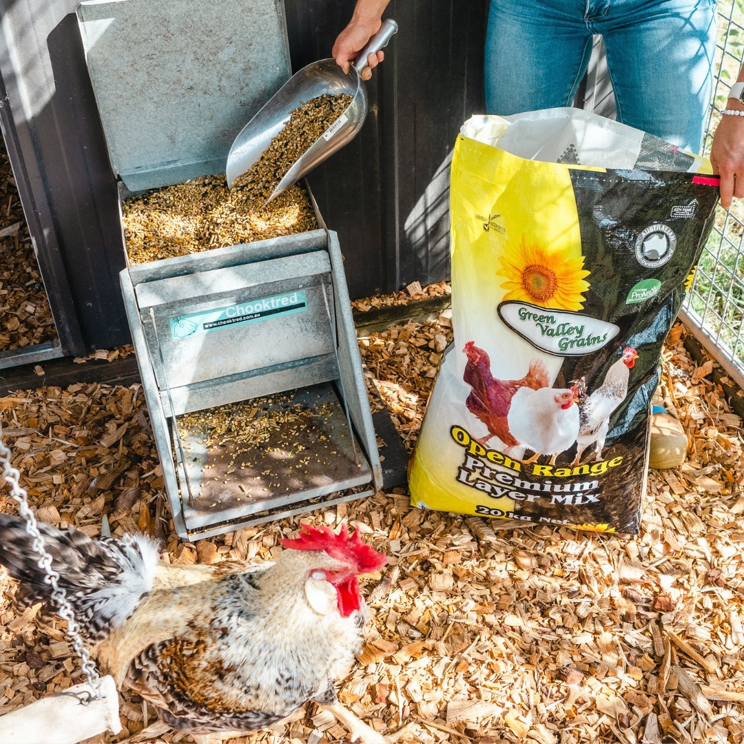 When your tribe are full time coop dwellers - our Premium Layer has been created to be fed alone -with no extra supplementation required.
A high protein mix provides quality energy, fat, and protein with the unique addition of ProN8ure® multistrain probiotic.
Love to understand all about this specially formulated feed by our Green Valley team?
Check out this link below:
https://www.greenvalleygrains.com/product-page/open-range-premium-layer-mix
#greenvalleygrains🌾 #chickensaspets🐓🐓🐓 #proudlyaustralianmadeandowned🇦🇺 #naturalchickenfeed #gvgpremiumlayermix