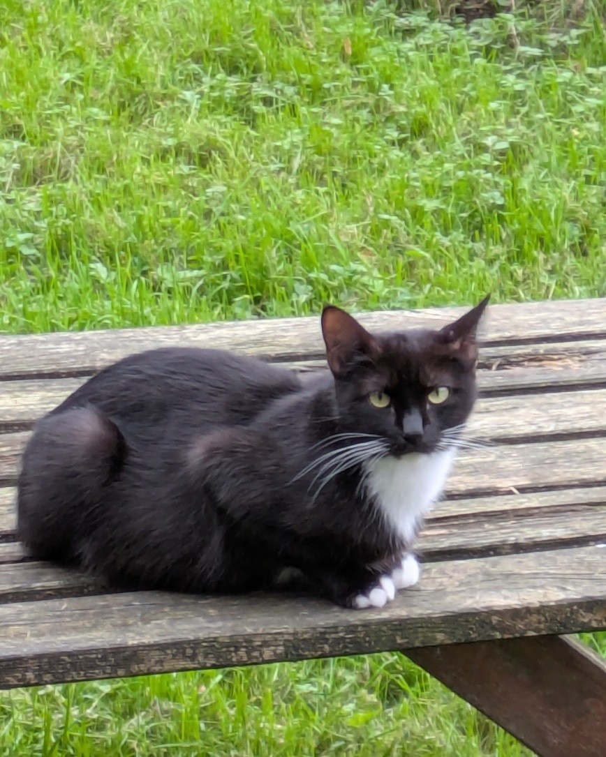 Fabulous News!
Roxy has found her forever home - having been with her new owners now for a few months.
As you may remember, Roxy had been used as a breeding machine and came into us with her six kittens - who have all been rehomed.
Roxy is loving her new life, and she is treated to bedtime stories on the life and adventures of Winnie the Pooh from the youngest members of the family, who love to read to her.
We are so delighted that she has found her new beginning.