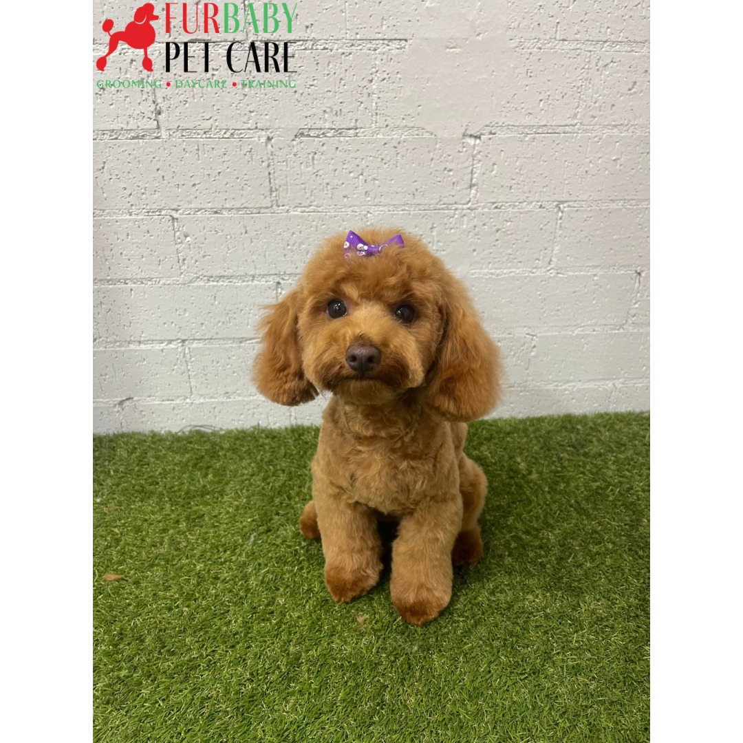 Nothing makes us happier than sending home pups looking and feeling this adorable ๐