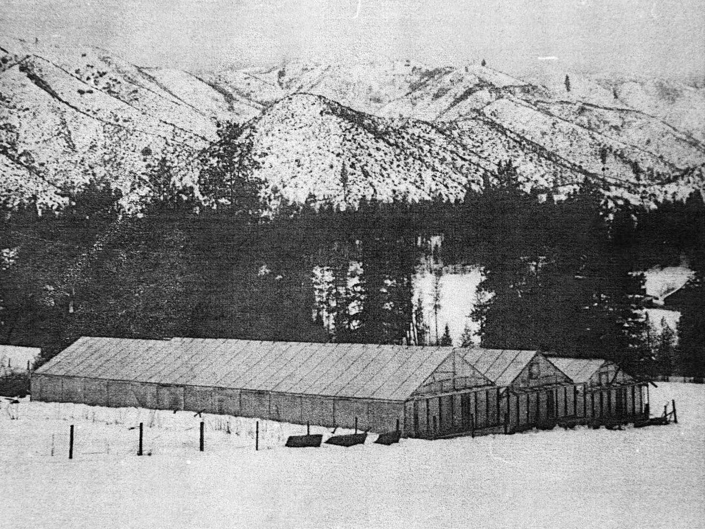 Throwback Thursday! This one goes way back! Here are the original greenhouses built by Jack and his family. After early mornings and long days logging, Jack would come back and build these with the daylight that was left. They milled their own timber just up the road using their makeshift mill which consisted of two chainsaws and a lot of elbow grease. Circa the 1960’s.