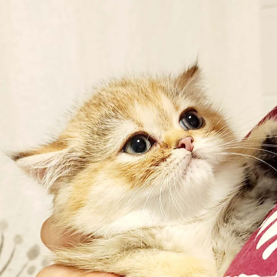 Yesterday = puppies, today = kittens! 😍
Ophelia and Olivia are 5 months old and look like they belong on a motivational poster. Ophelia, the white and buff/red girl is shy, while Olivia (white and gray) is more outgoing.
Visit their Petfinder today: https://www.petfinder.com/cat/ophelia-olivia-beautiful-ladies-c2ae8706-04ab-4fd5-89d5-eff2b37ac7a3/wa/seattle/red-waggin-rescue-wa576/details/
#connellpetrescue #redwagginrescue